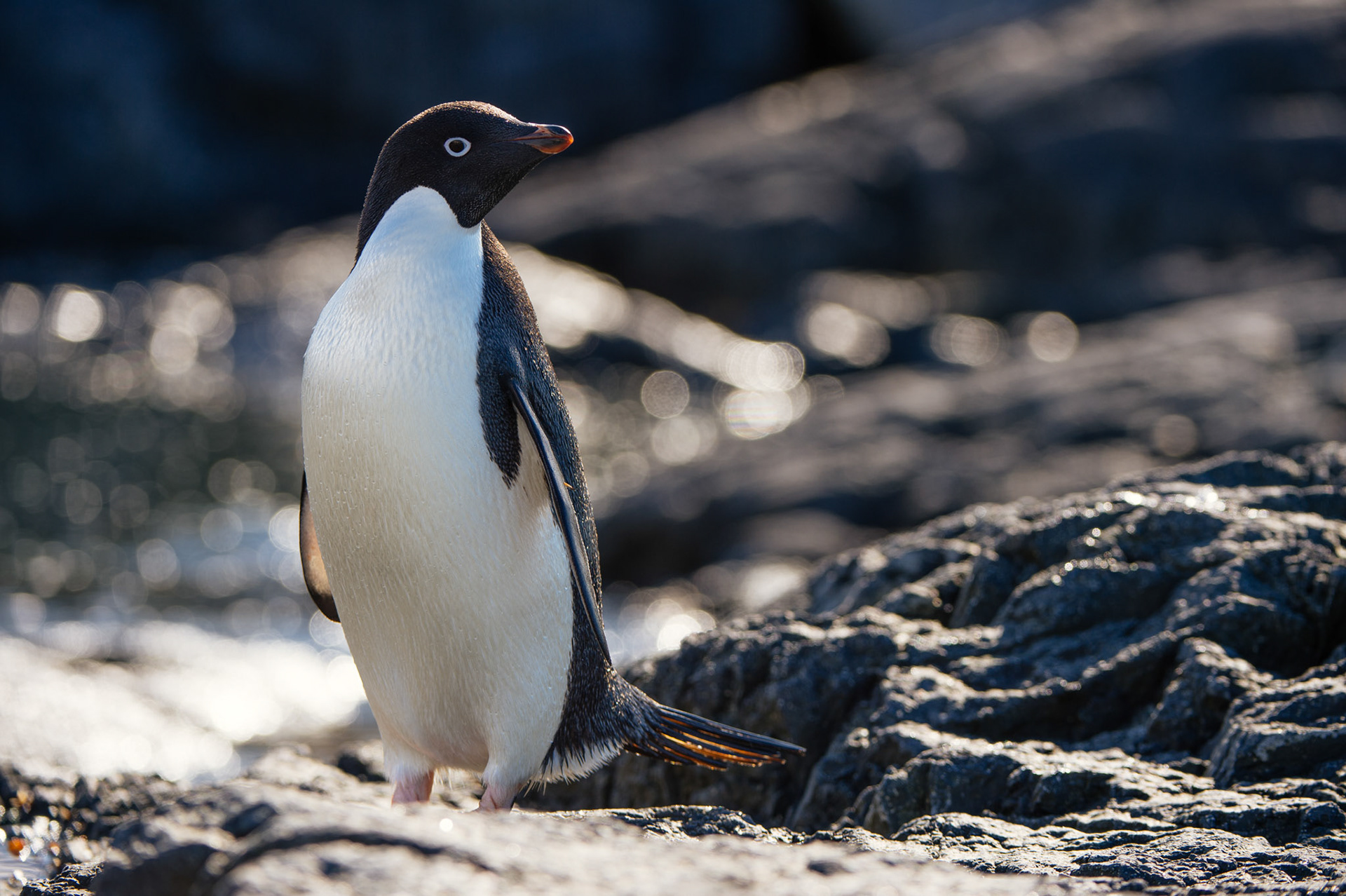 Adelie penguin at Gourdin Island, Antarctica