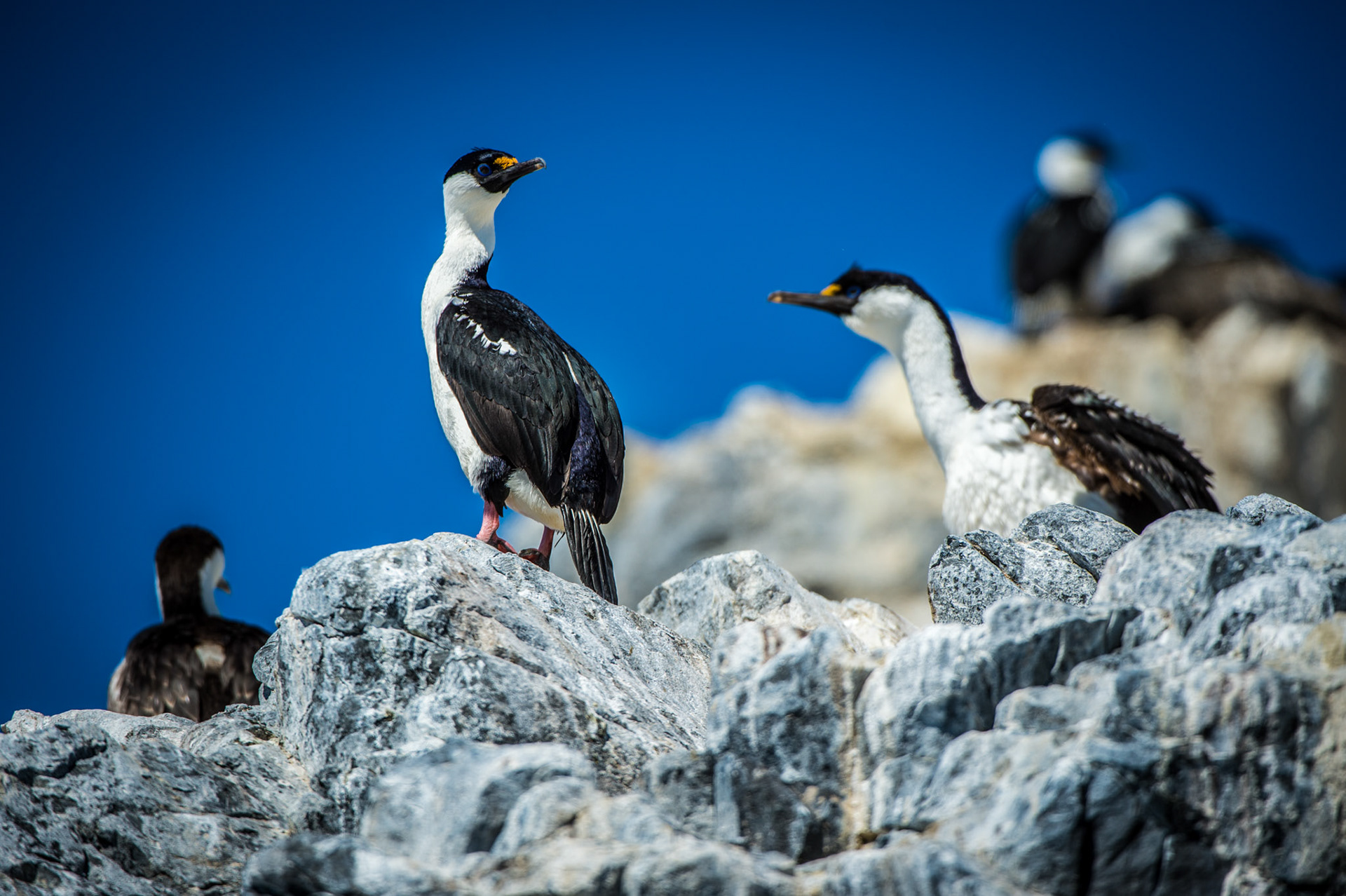 Cormorants perched on Astrolabe Island, Antarctica