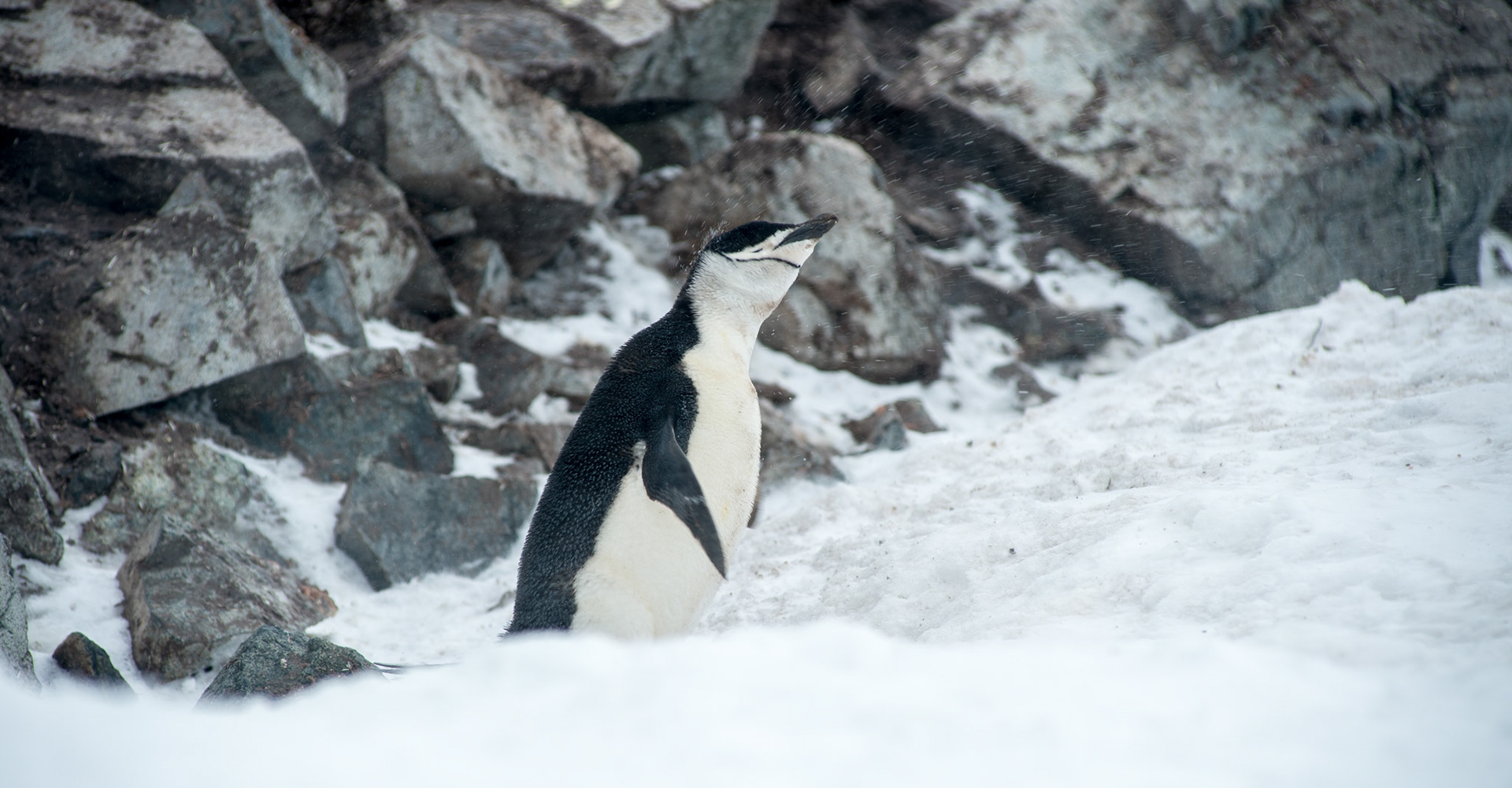 Chinstrap penguin shimmies off the snow on Half Moon Island - South Shetland Islands, Antarctica