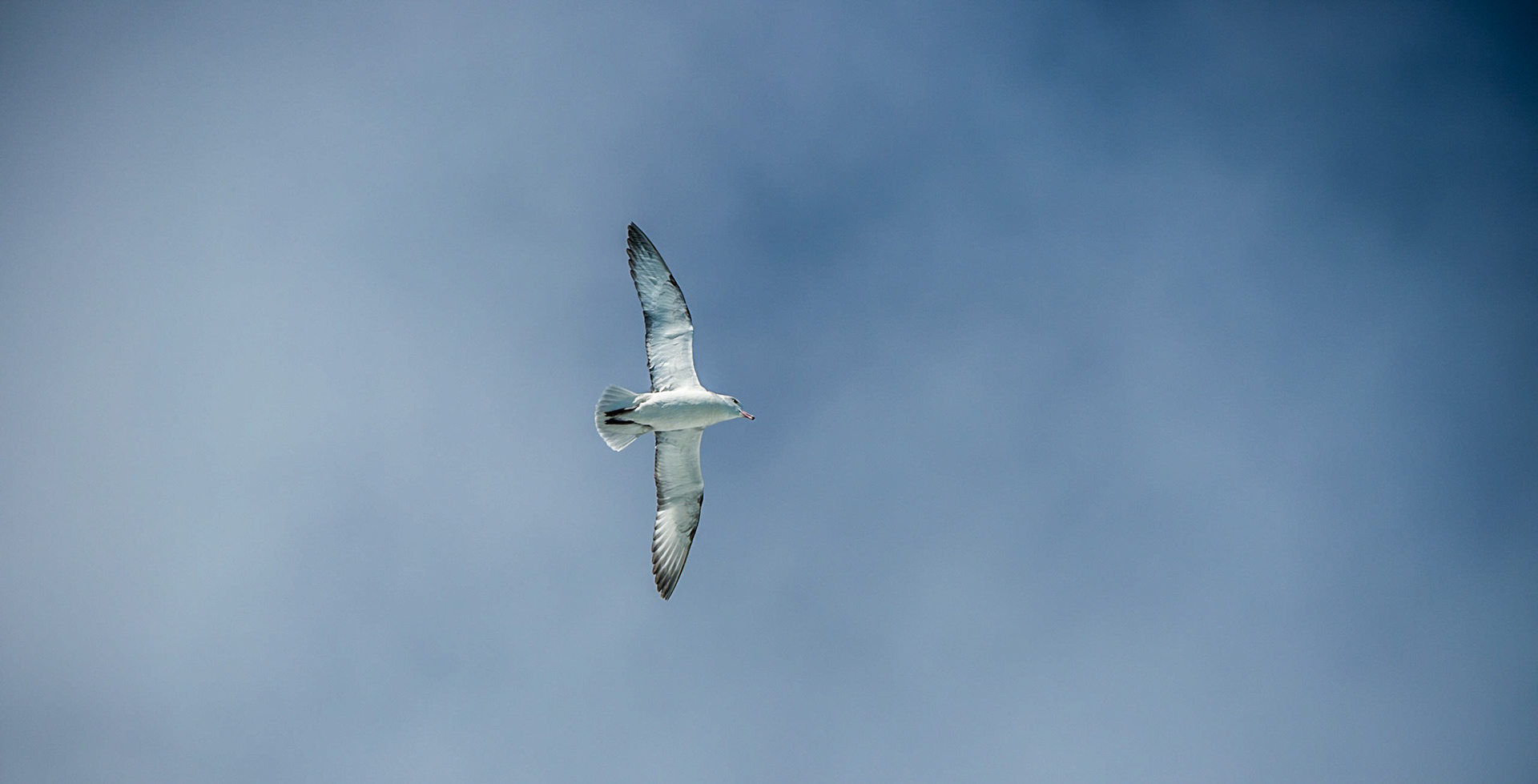 Gull flies above Astrolabe Island, Antarctica