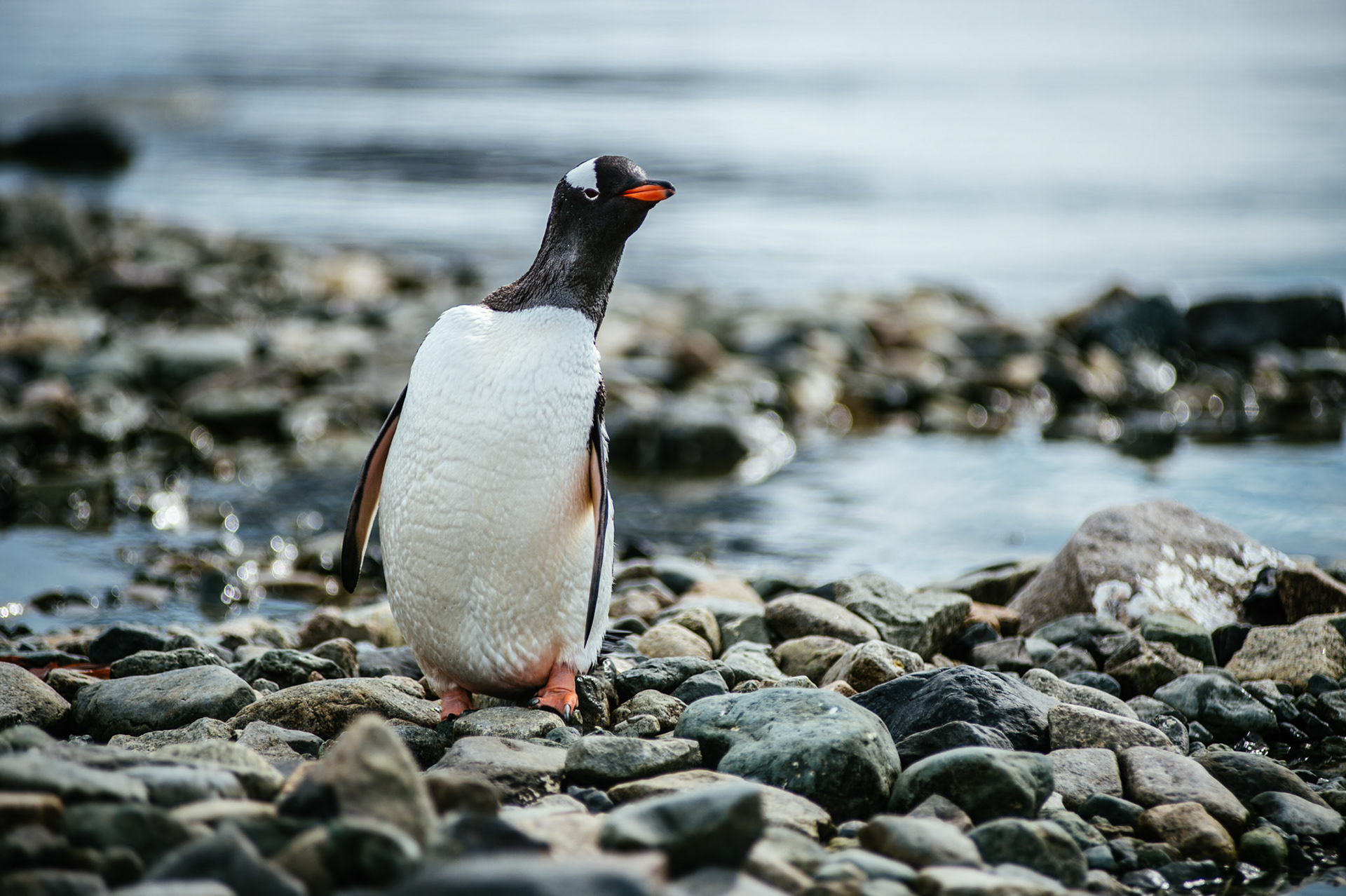 Gentoo pengin on Danco Island, Antarctica