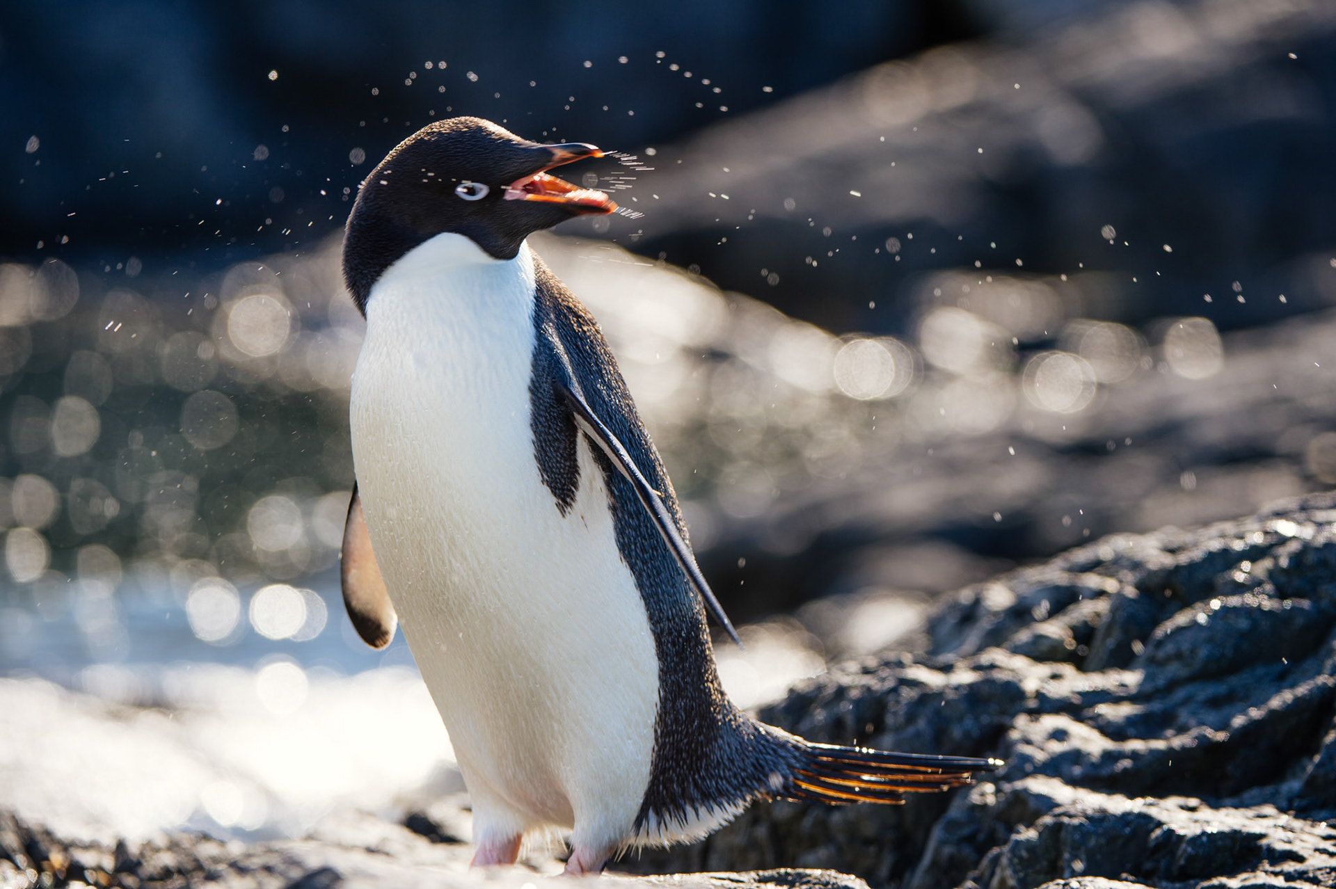 Adelie penguin at Gourdin Island, Antarctica