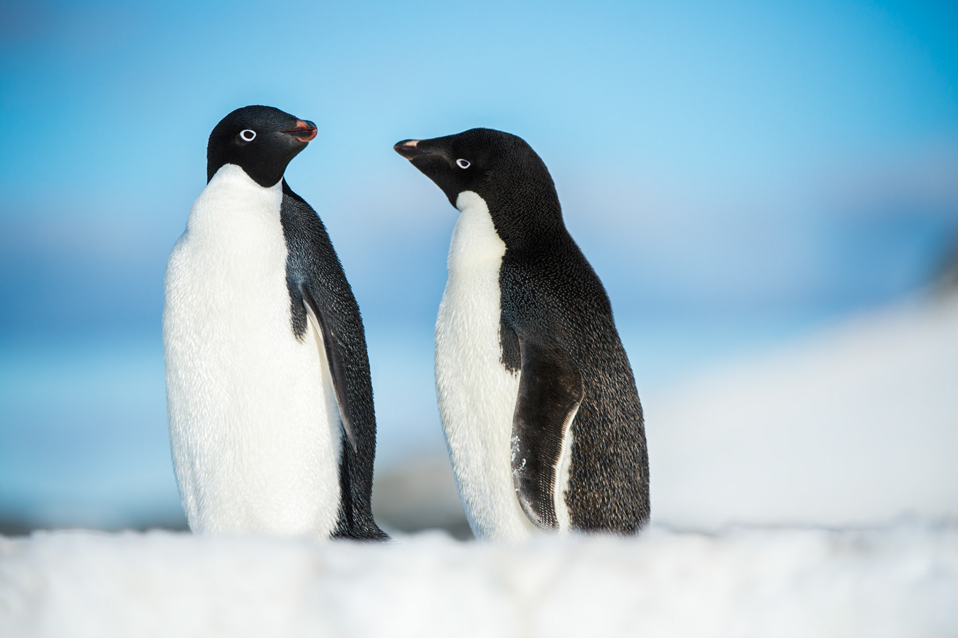 Adelie penguins at Gourdin Island, Antarctica