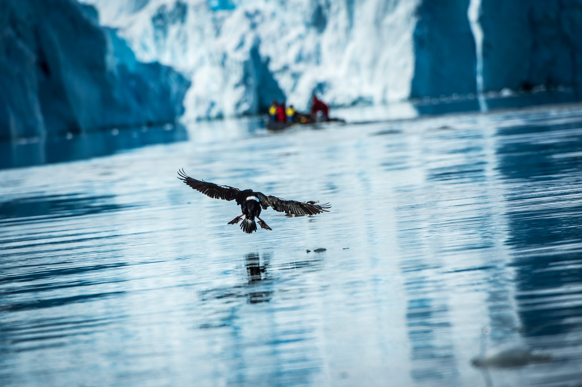 Cormorant swoops down in Paradise Harbor, Antarctica
