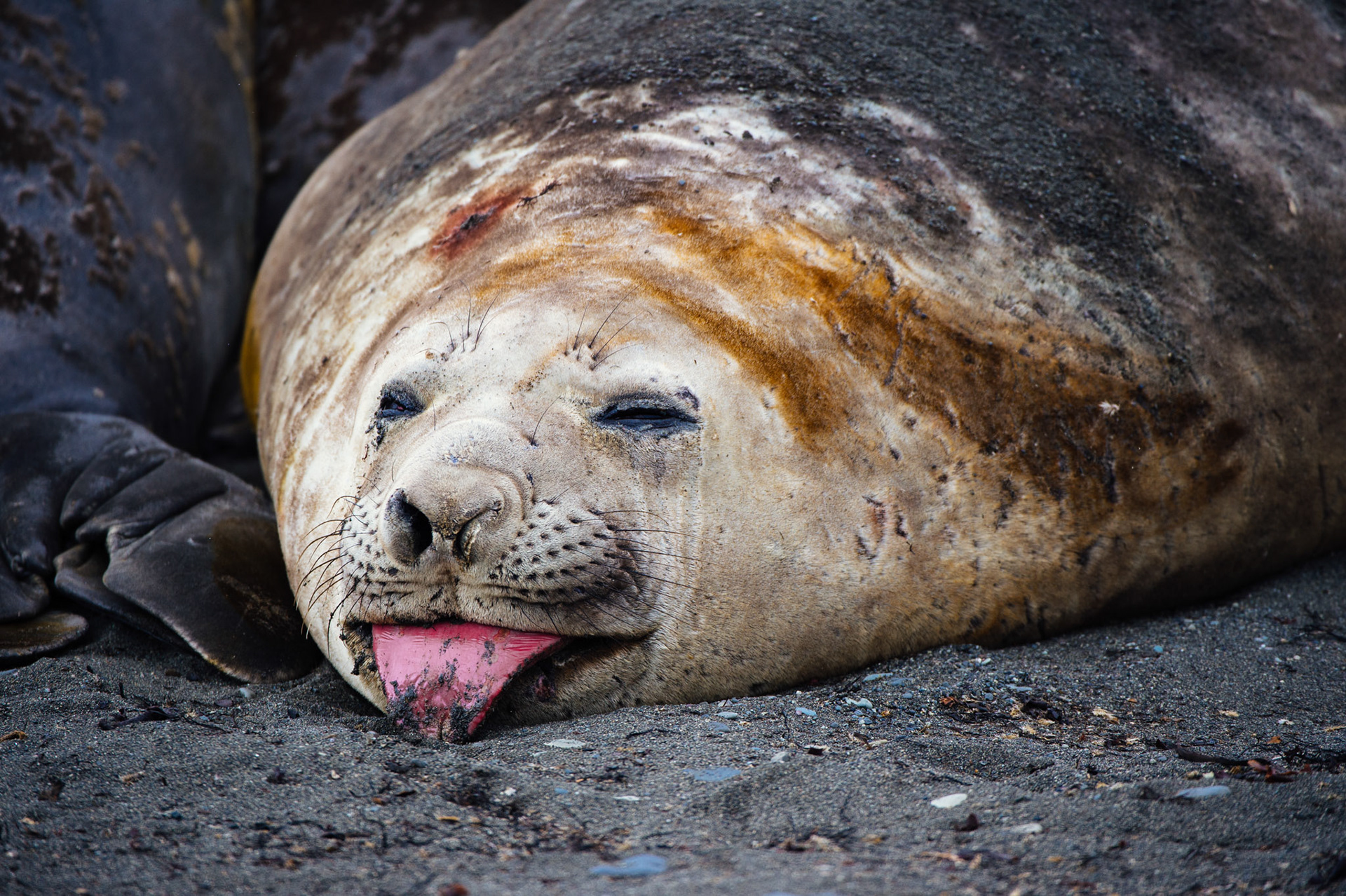 Elephant seals at Elephant Point, Livingstone Island, Antarctica