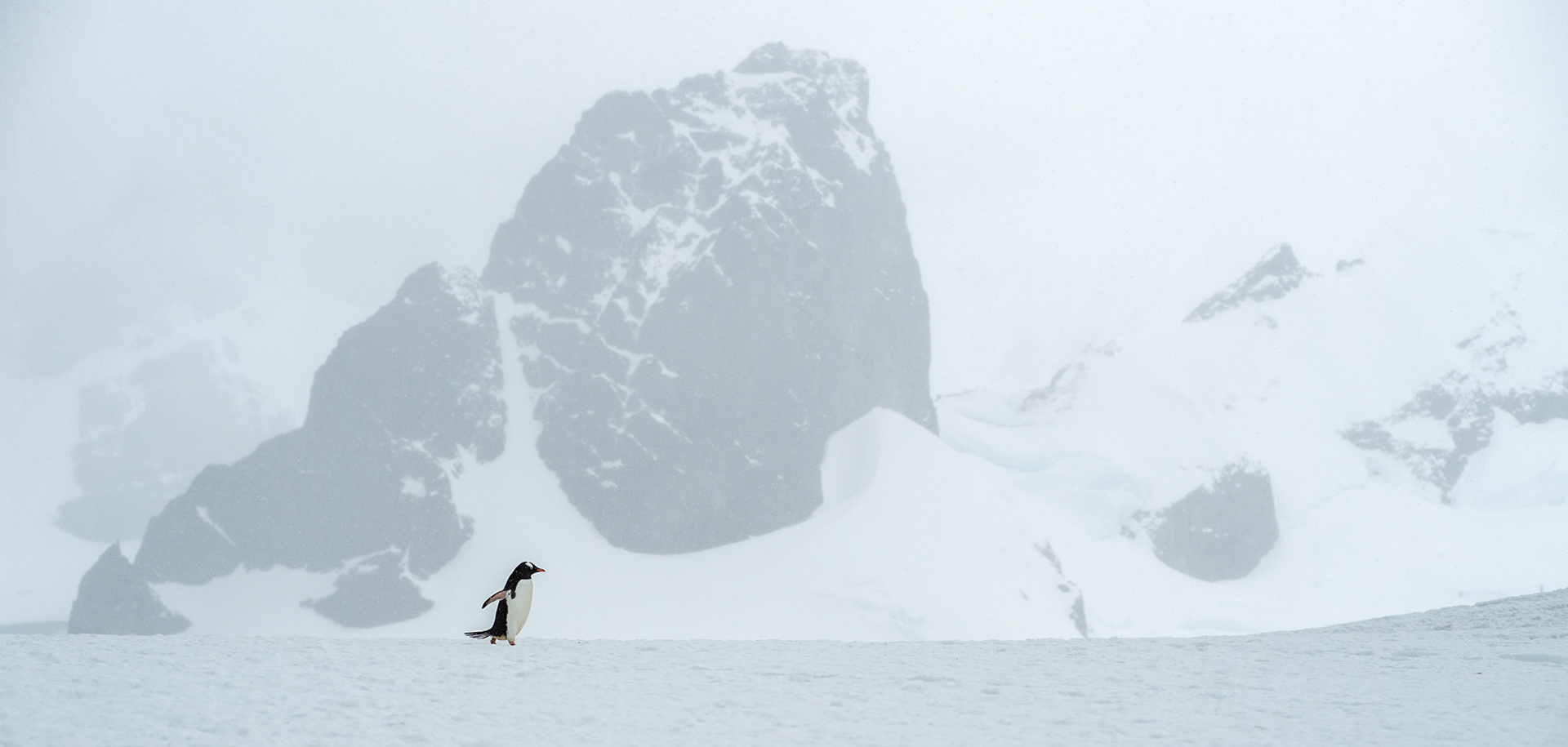 Gentoo penguin, Cuverville Island, Antarctica