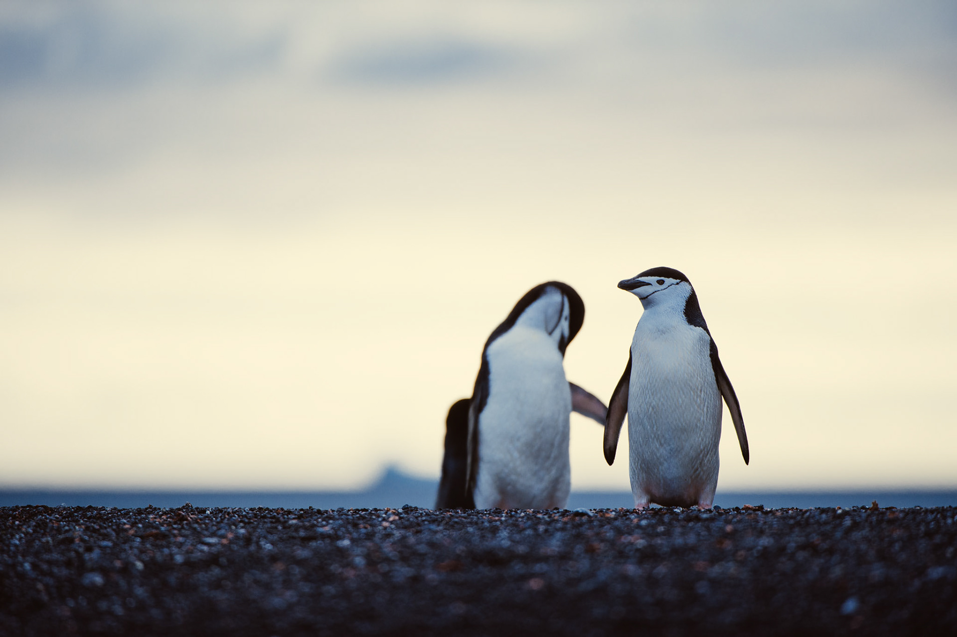 Chinstrap penguins on Bailey Head, Deception Island, Antarctica