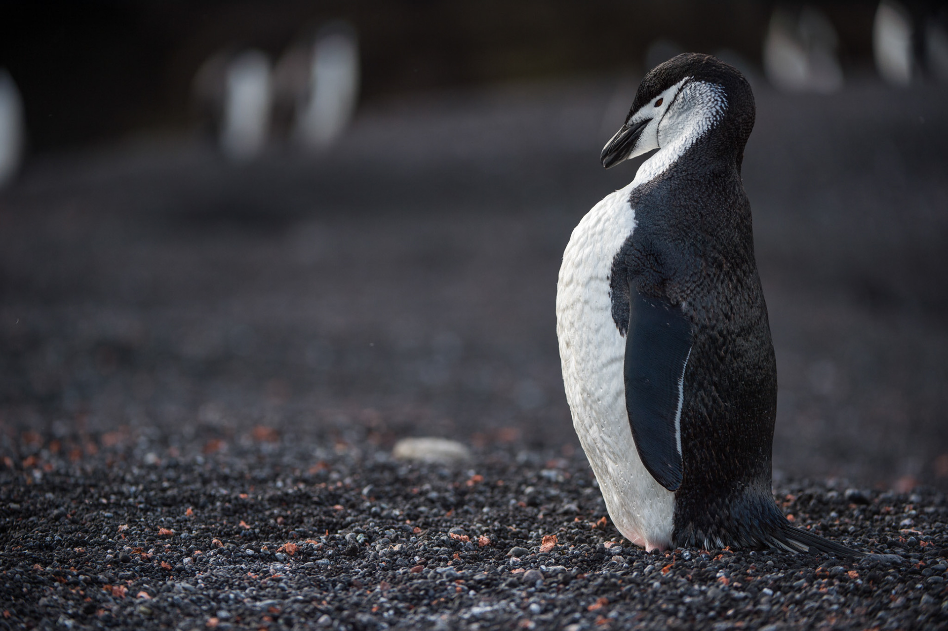 Chinstrap penguin on black sand on Bailey Head, Deception Island, Antarctica