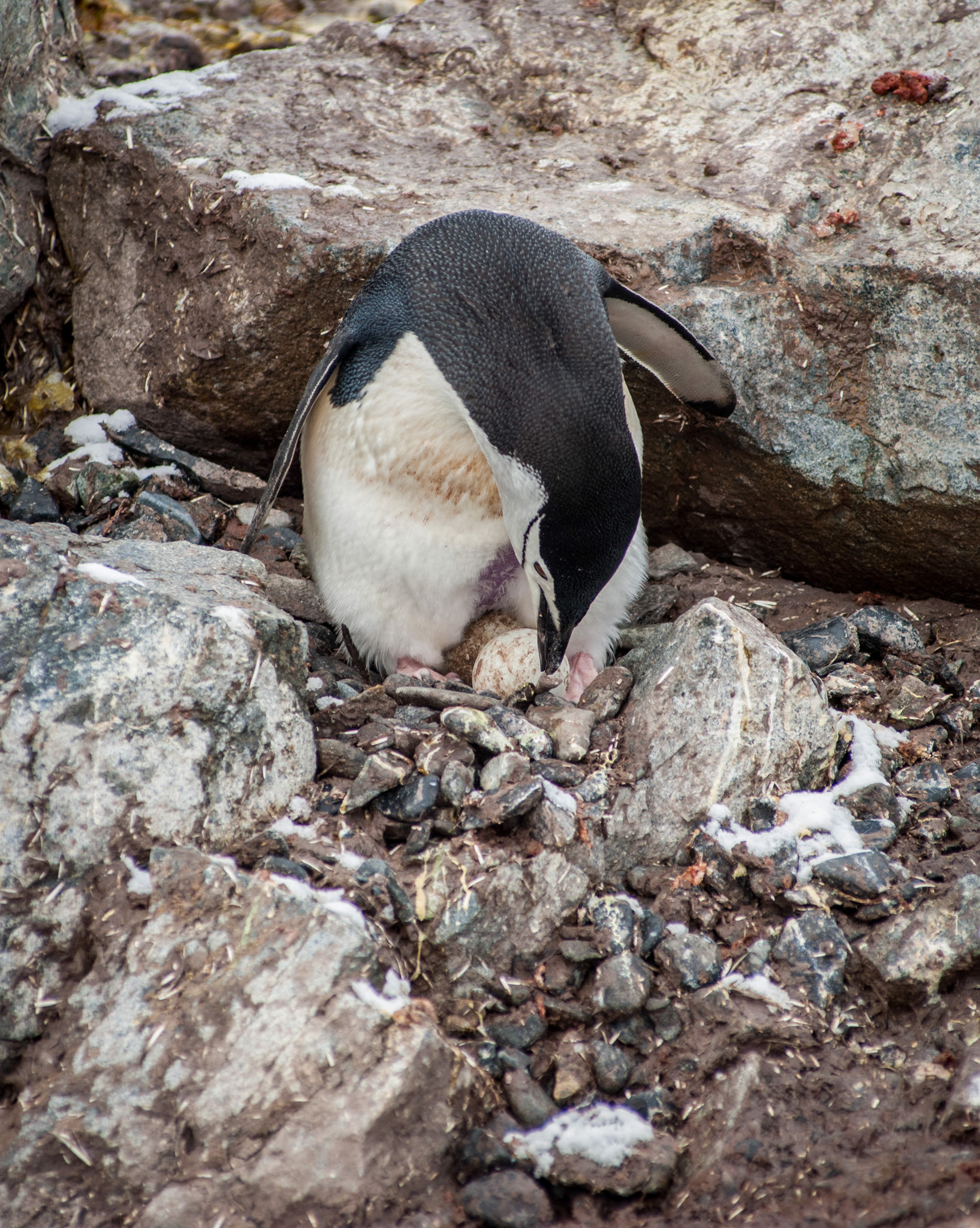 A Chinstrap penguin with her egg, Half Moon Island in the South Shetland Islands near Antarctica