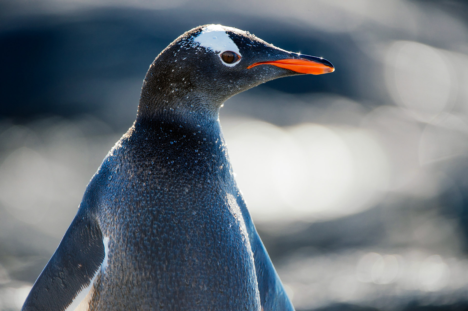 Gentoo penguin on Gourdin Island, Antarctica