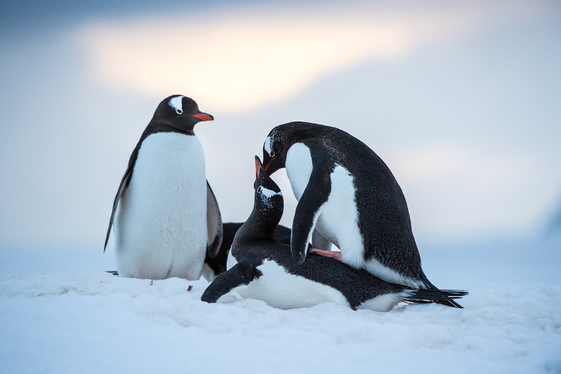 Gentoo penguins against a sunset, Damoy Point, Antarctica