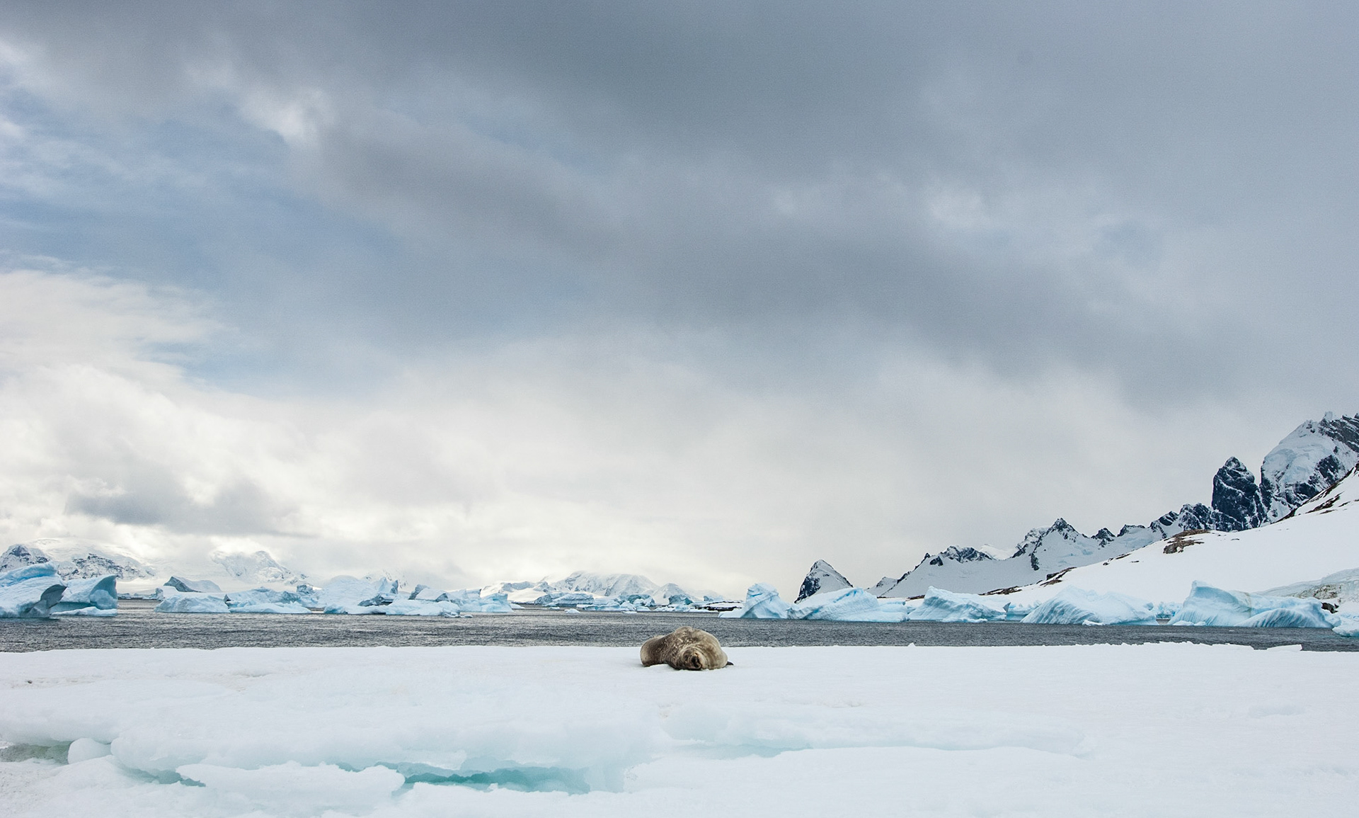 Leopard seal on an iceberg, Cuverville Island, Antarctica