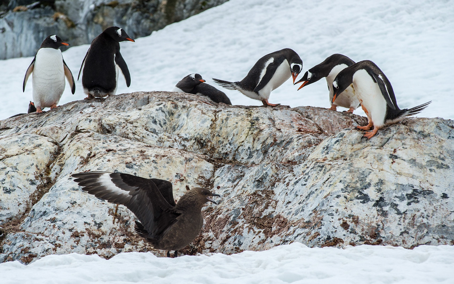 Gentoo penguins and a skua, Cuverville Island, Antarctica