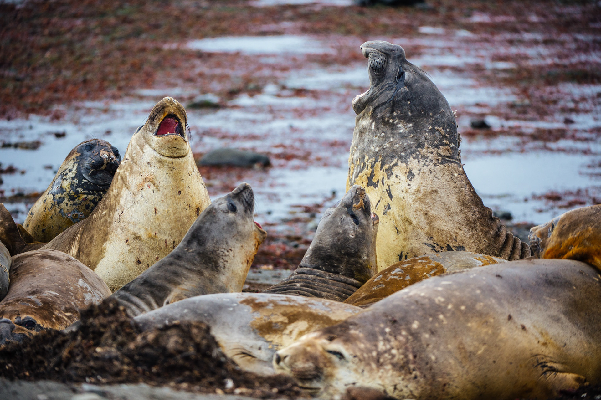Elephant seals at Elephant Point, Livingstone Island, Antarctica