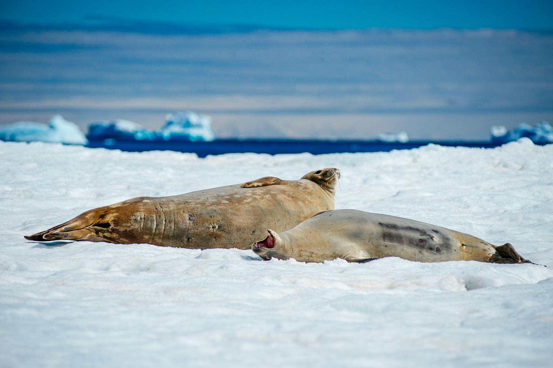 Crabeater seals on Astrolabe Island, Antarctica