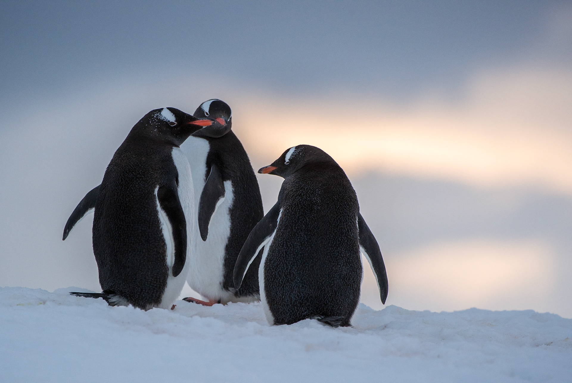 Gentoo penguins against a sunset, Damoy Point, Antarctica