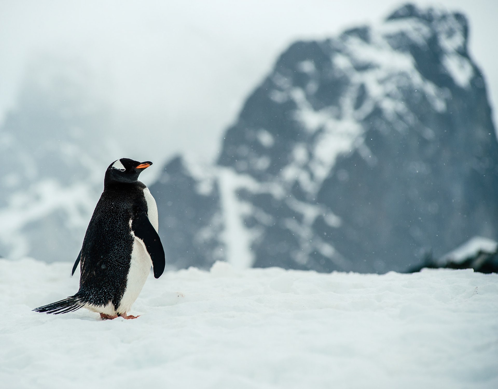 Gentoo penguin, Cuverville Island, Antarctica