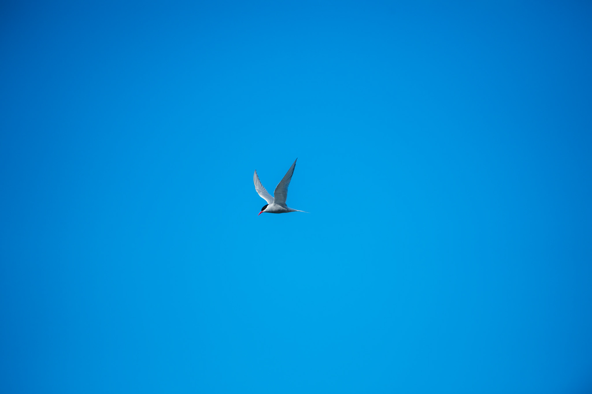 Bird flies above Gourdin Island, Antarctica