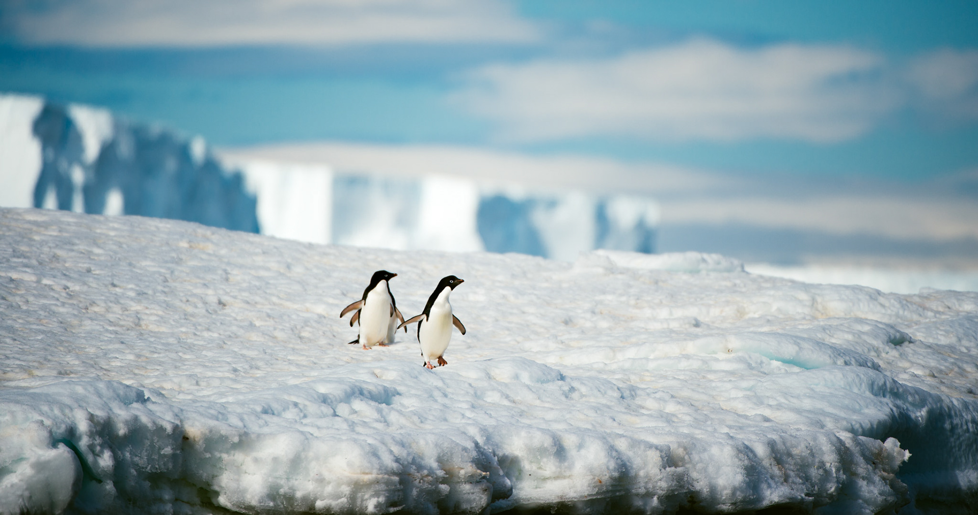 Adelie penguins at Gourdin Island, Antarctica