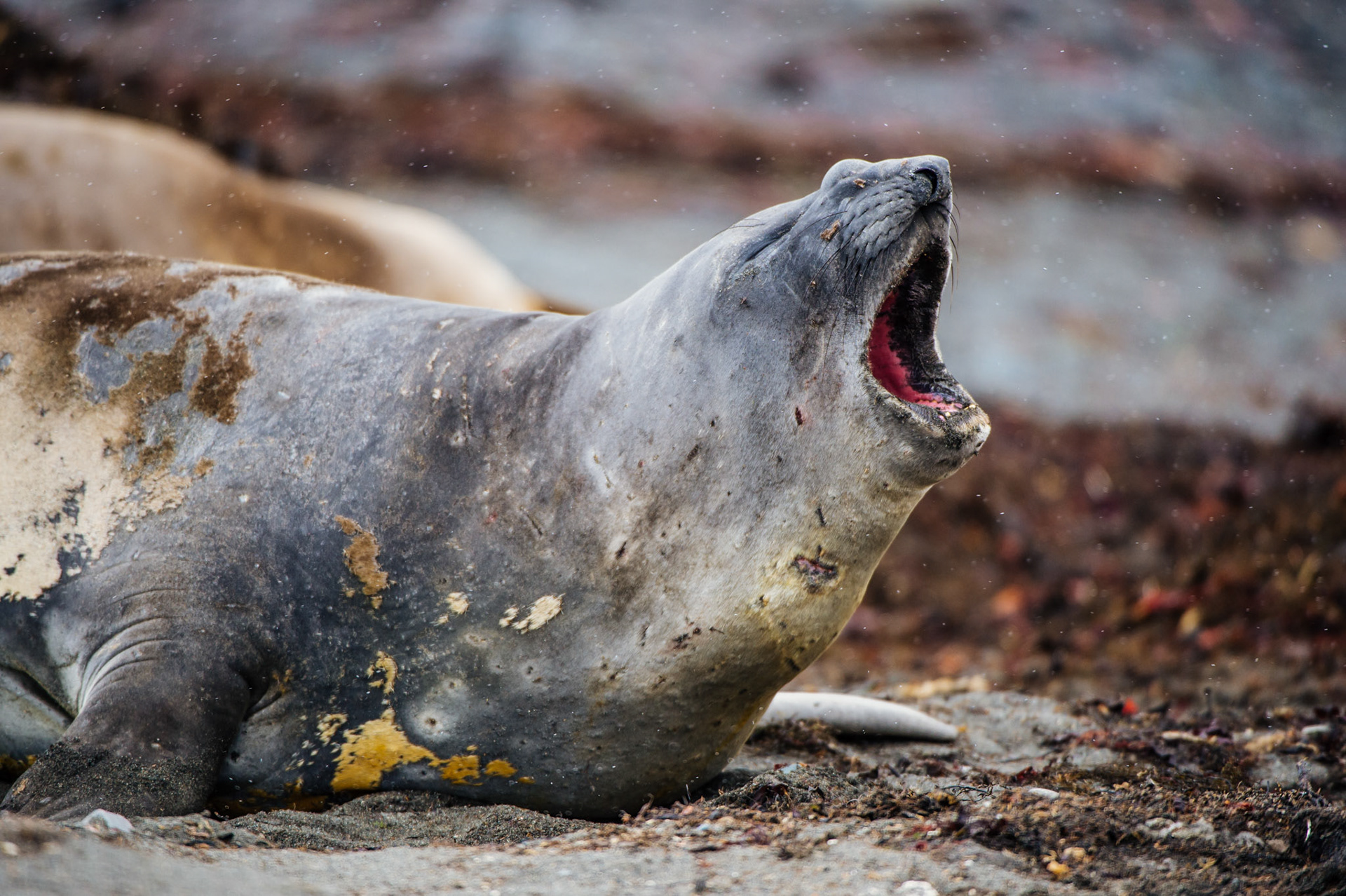 Elephant seals at Elephant Point, Livingstone Island, Antarctica