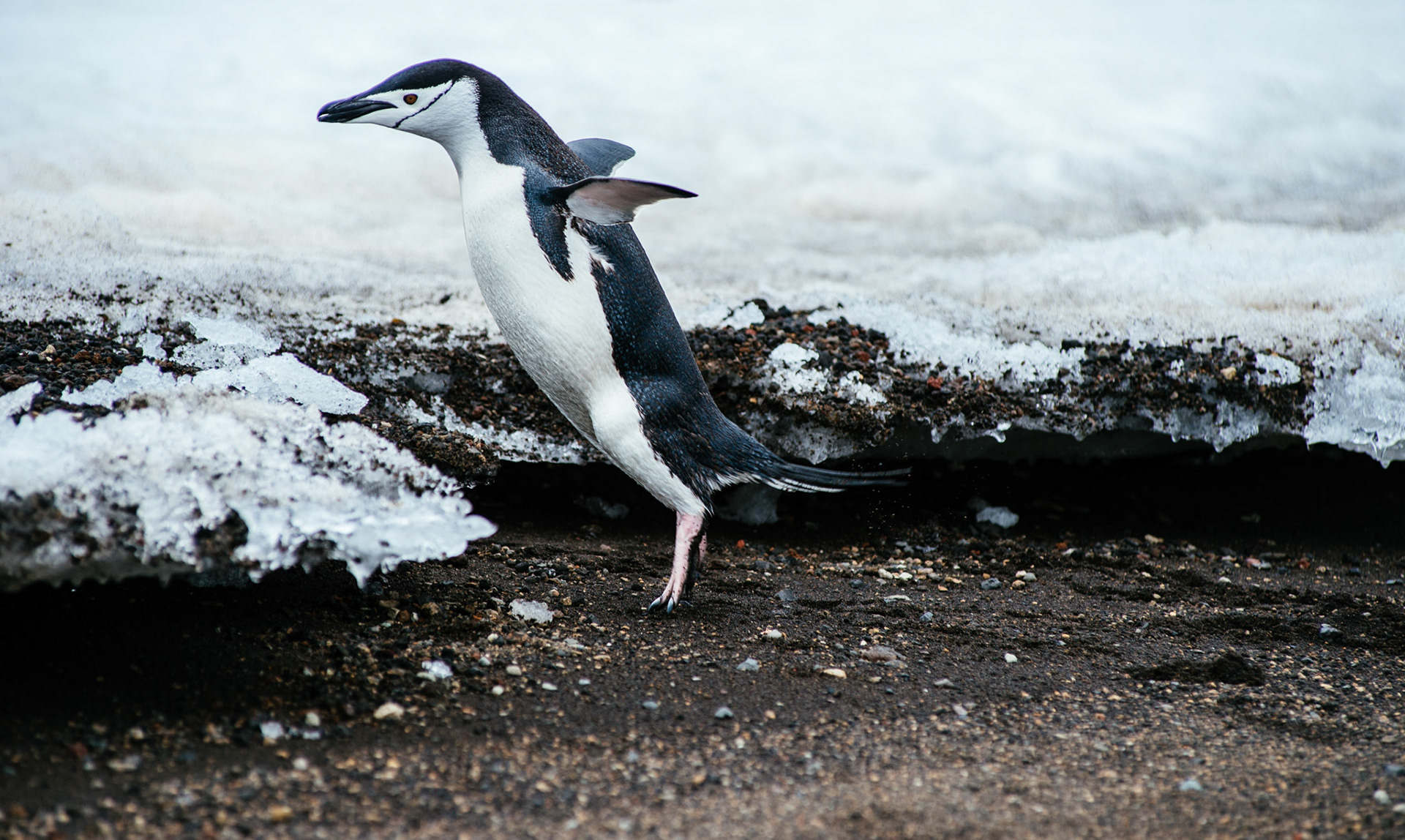 Chinstrap penguin jumps