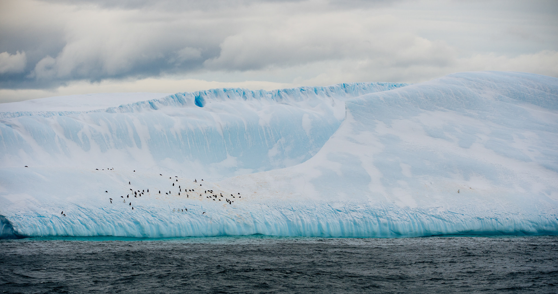 Penguins on an iceberg near Livingston Island near Antarctica