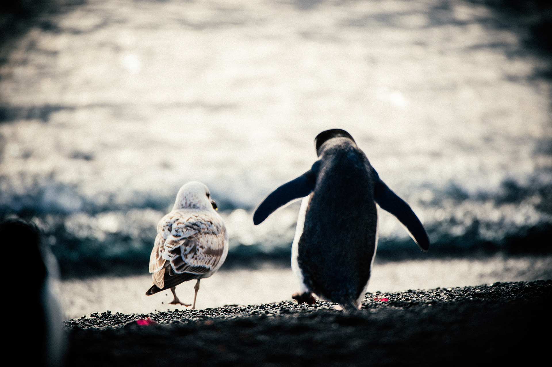 A bird and a chinstrap penguin stroll on Deception Island, Antarctica