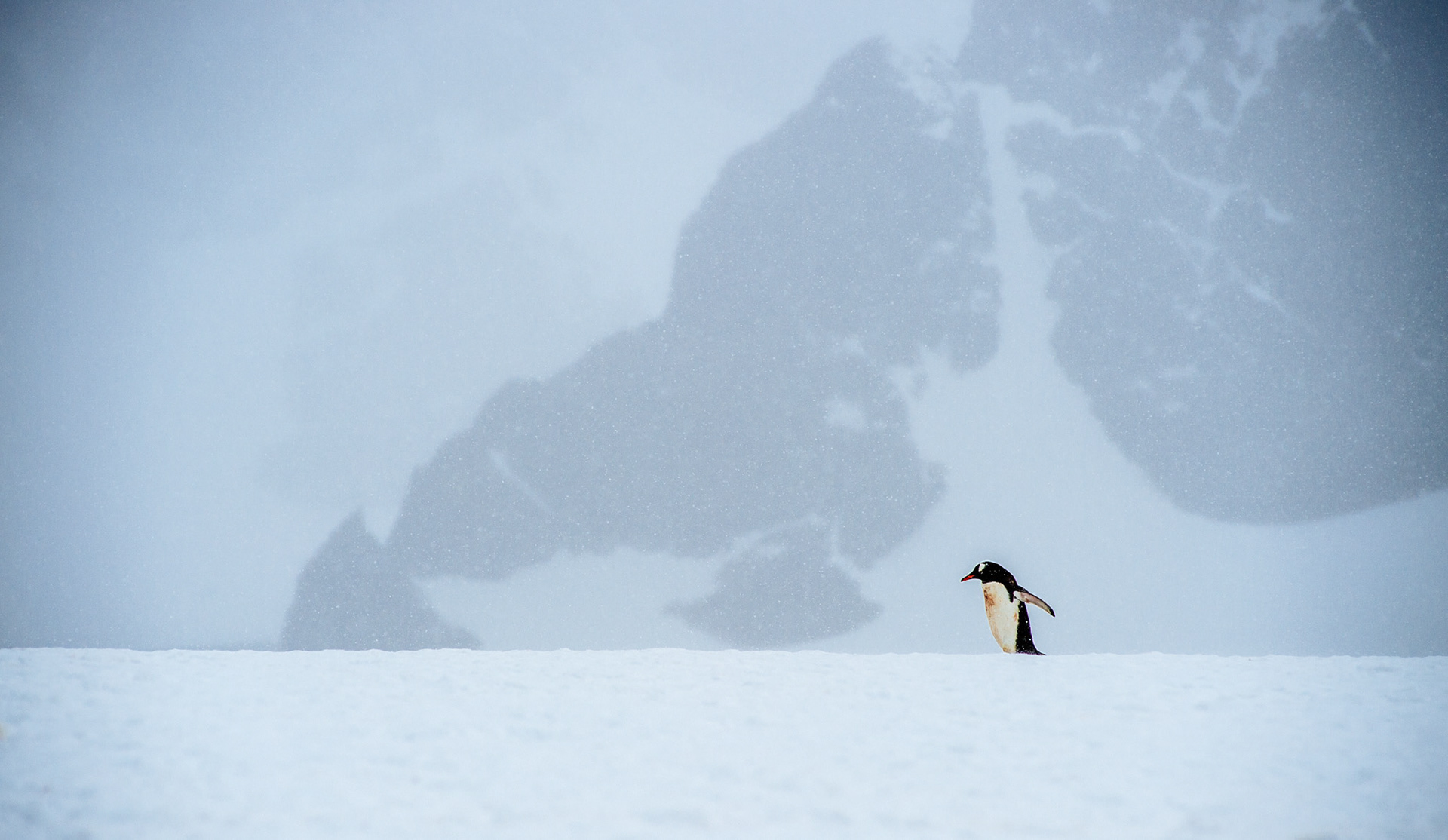 Gentoo penguin, Cuverville Island, Antarctica