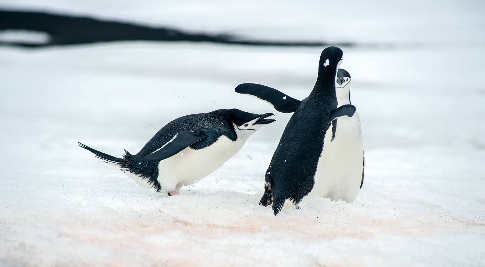 Chinstrap penguins on Deception Island, near Antarctica