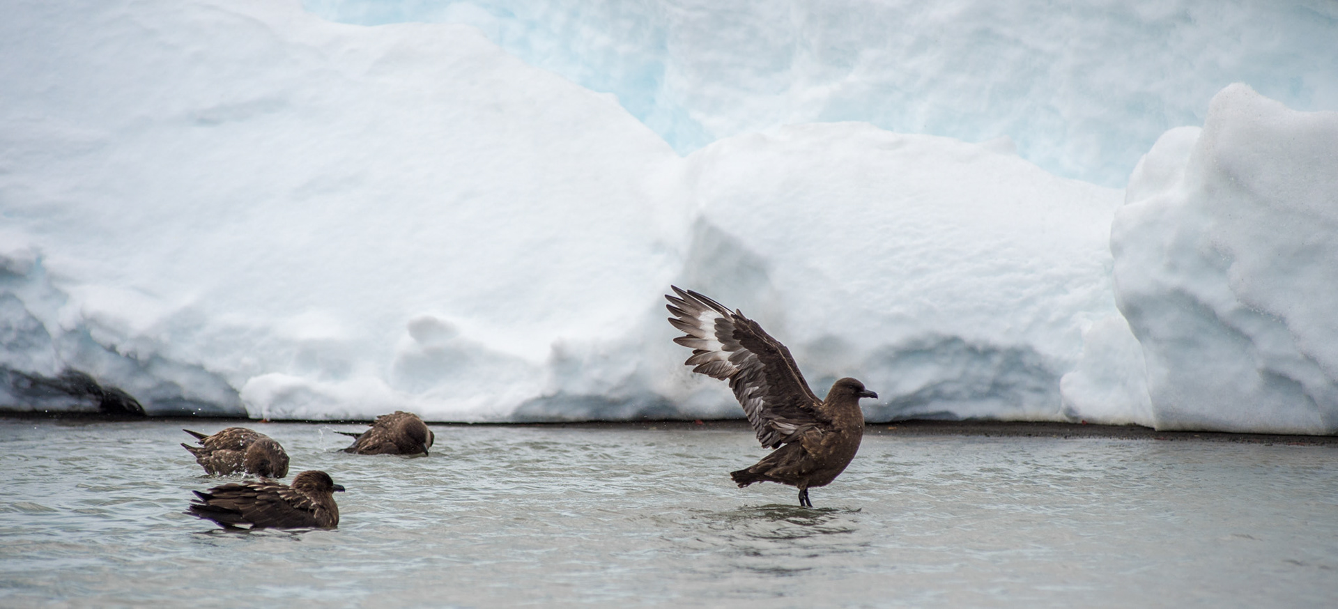 A skua spreads its wings at Whaler's Bay on Deception Island near Antarctica