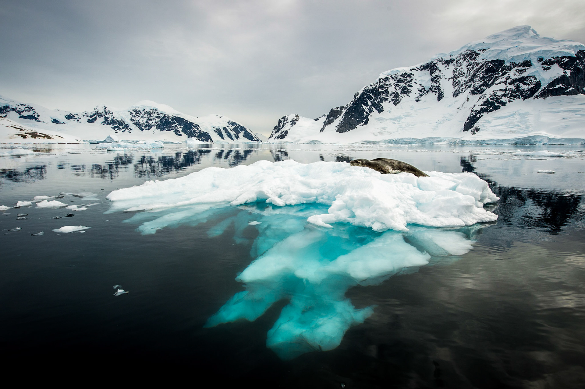 Leopard seal on an iceberg near Danco Island, Antarctica