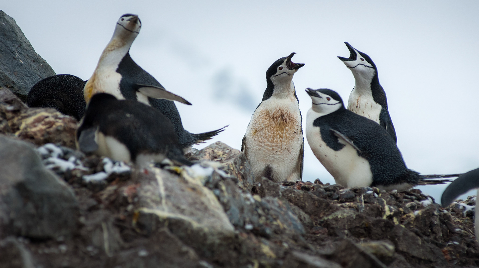 Chinstrap penguins on Half Moon Island - South Shetland Islands, Antarctica