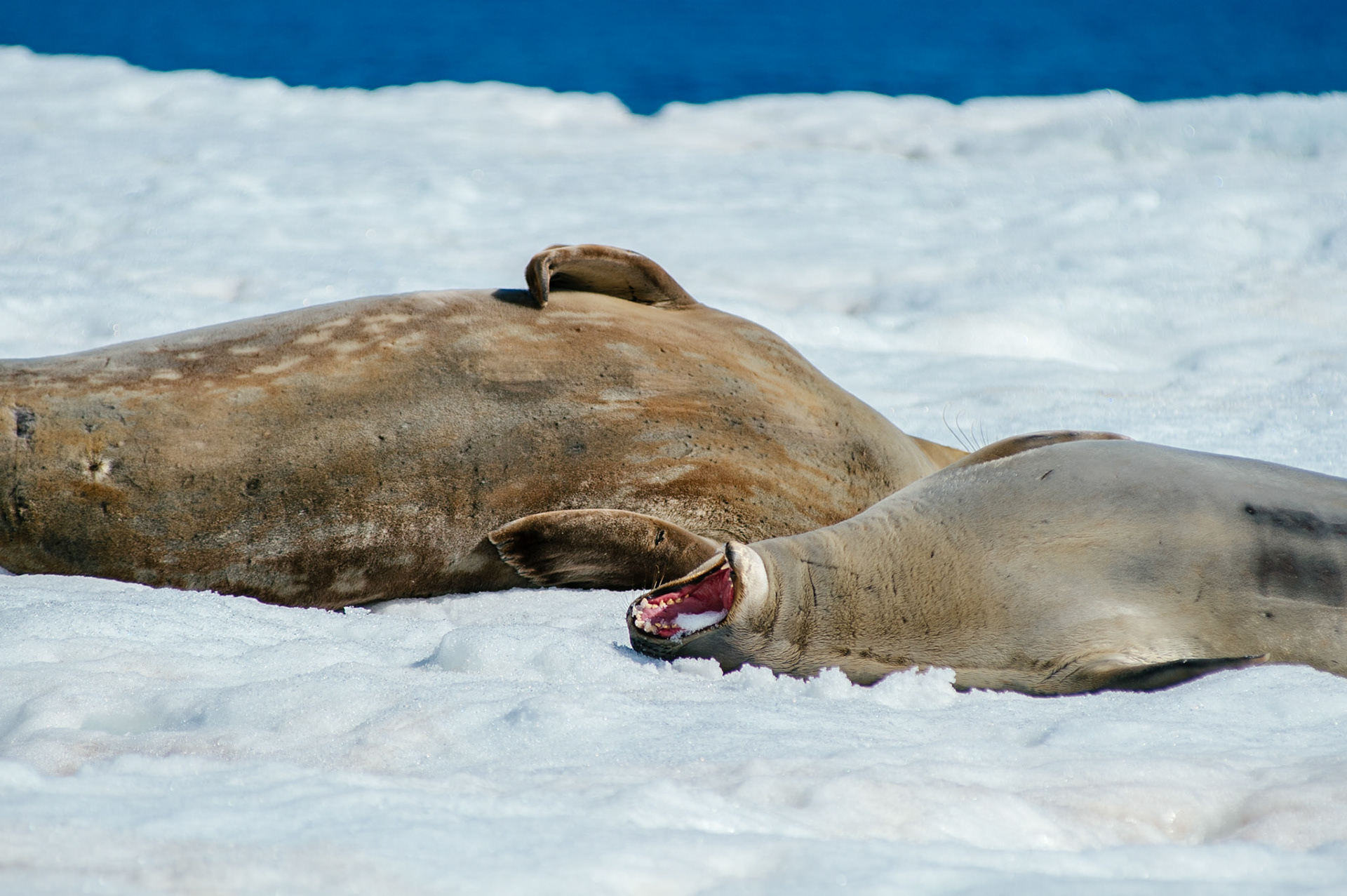 Crabeater seals on Astrolabe Island, Antarctica
