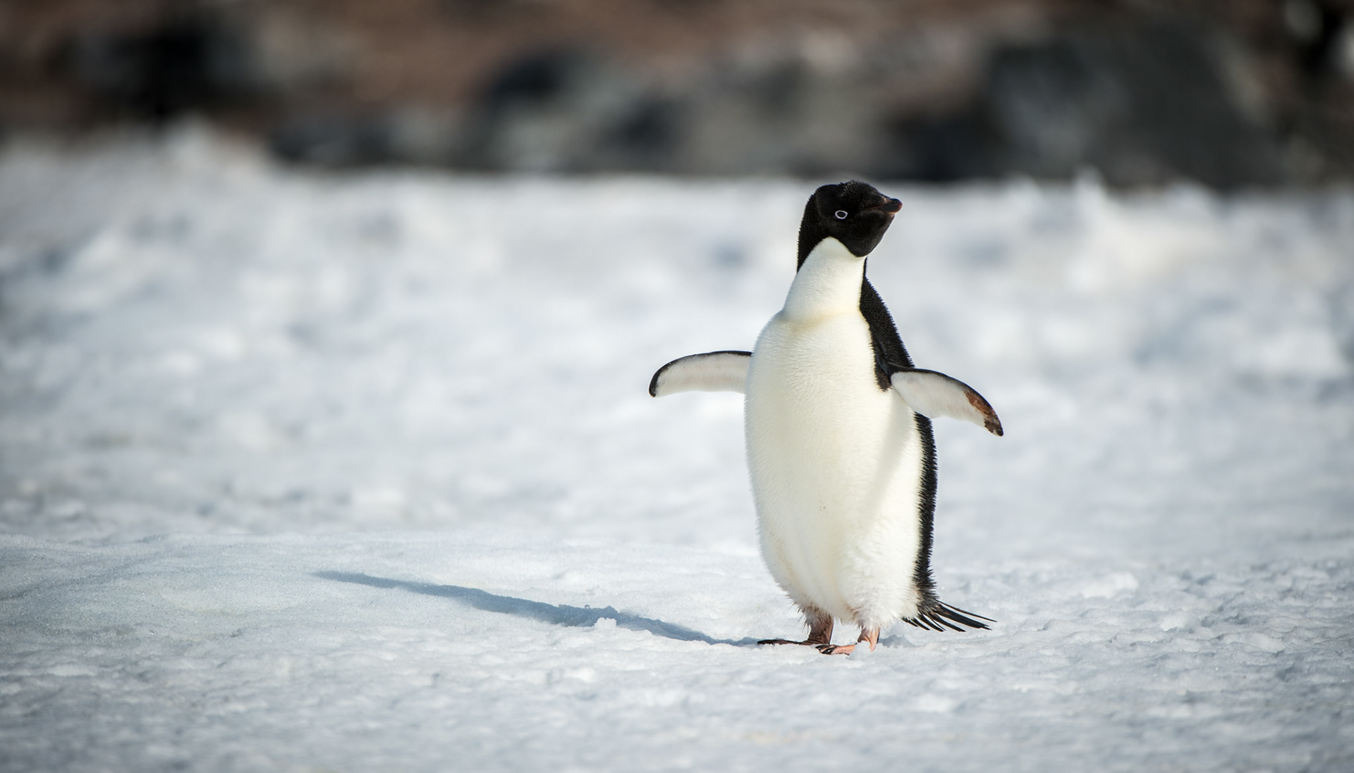Adelie penguin at Gourdin Island, Antarctica