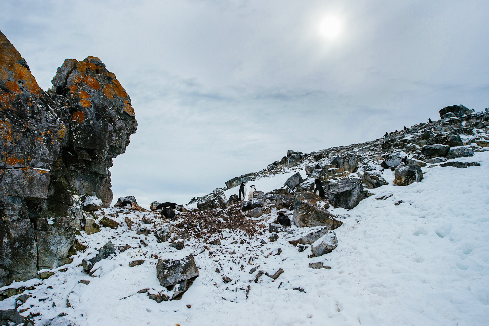Chinstrap penguins on Half Moon Island - South Shetland Islands, Antarctica