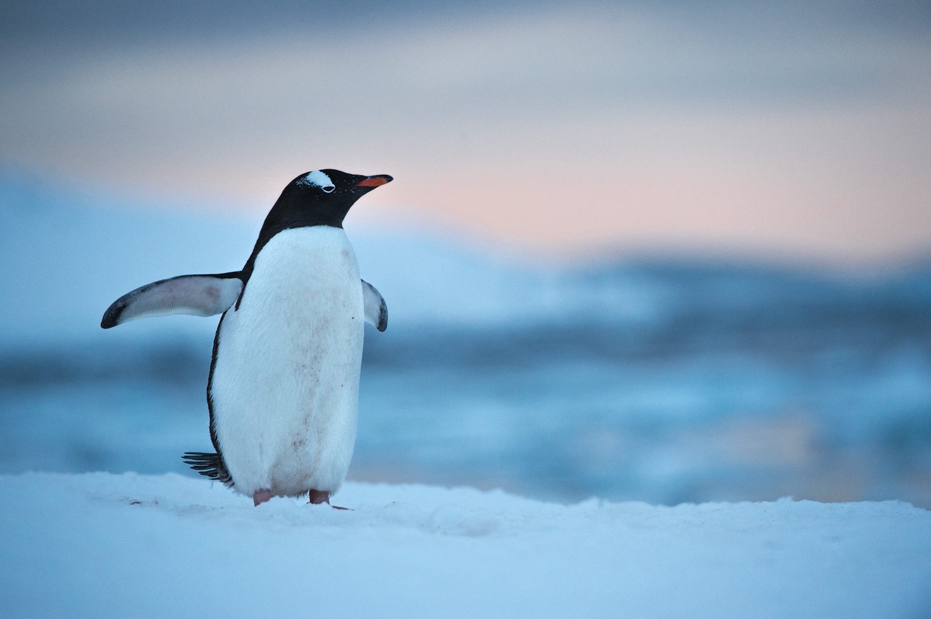 Gentoo penguin against a sunset, Damoy Point, Antarctica