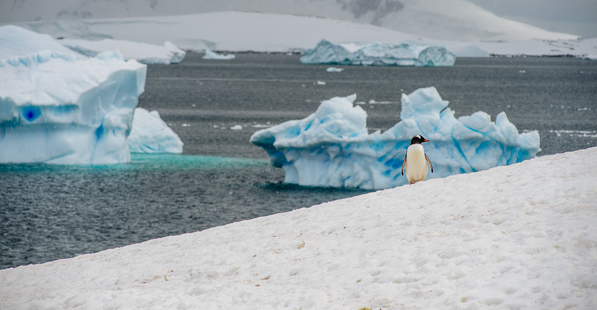 Gentoo penguin with icebergs, Cuverville Island, Antarctica