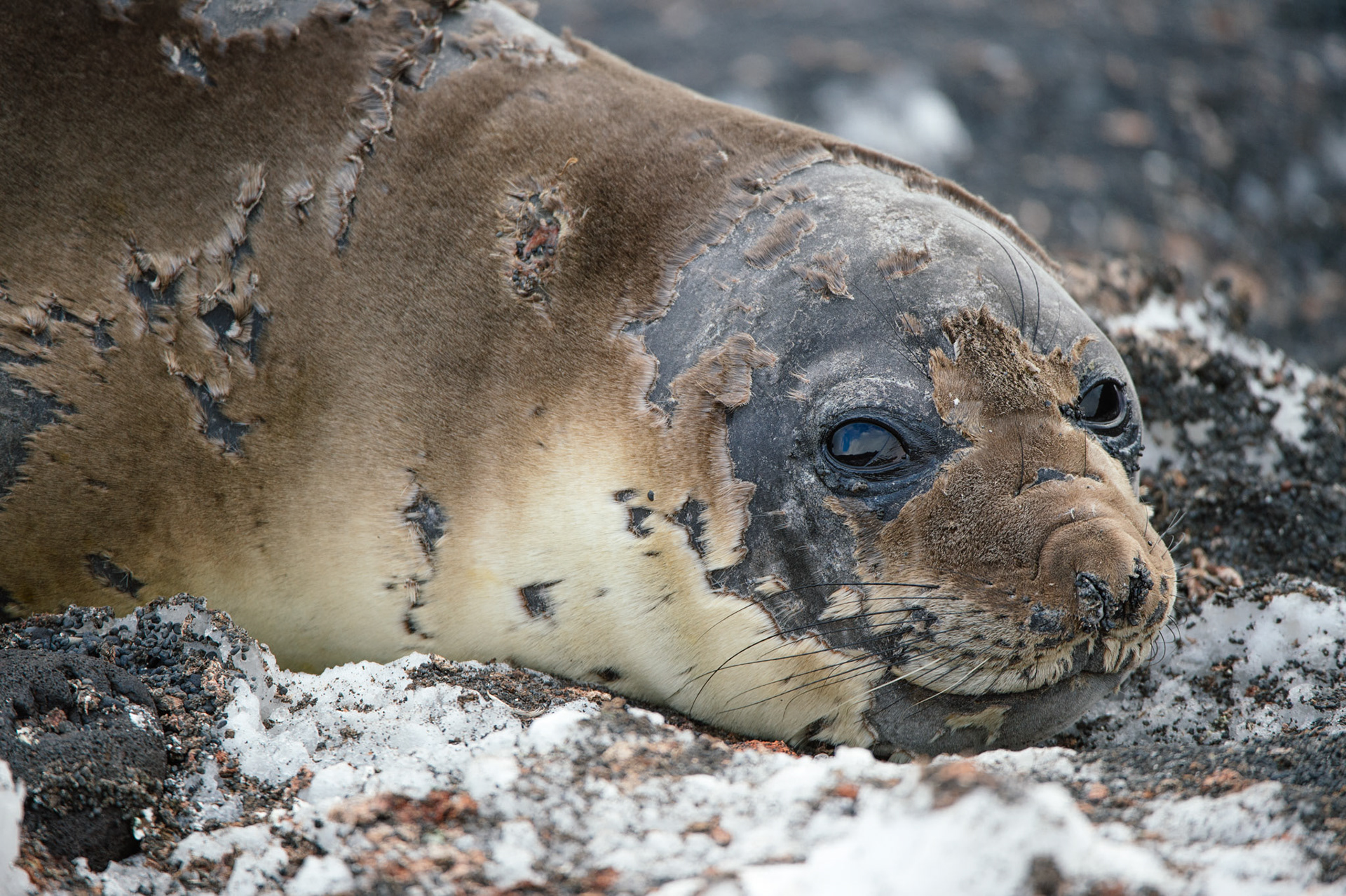 Elephant seal molting, Bailey Head, Deception Island, Antarctica