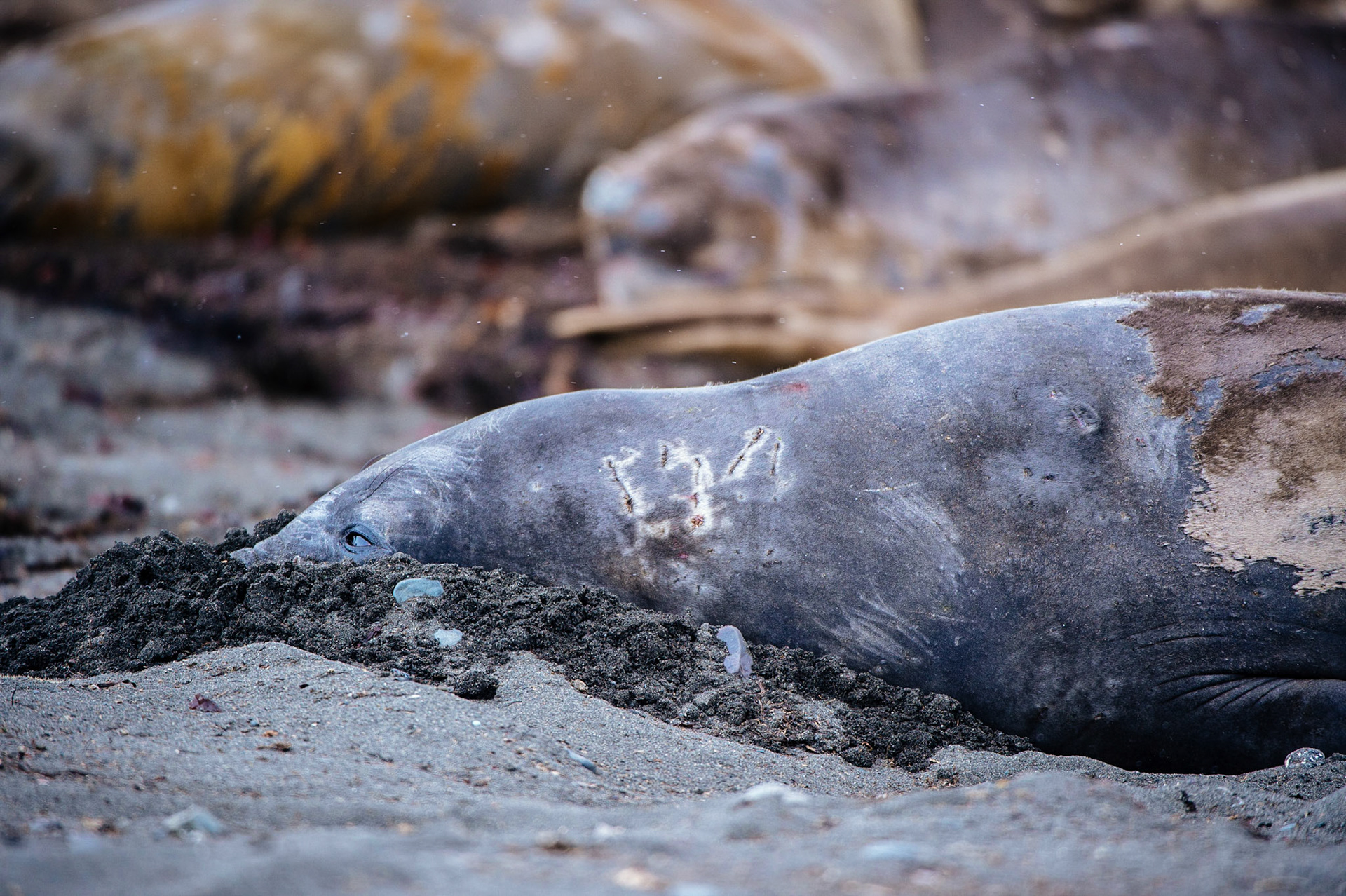 Elephant seals at Elephant Point, Livingstone Island, Antarctica