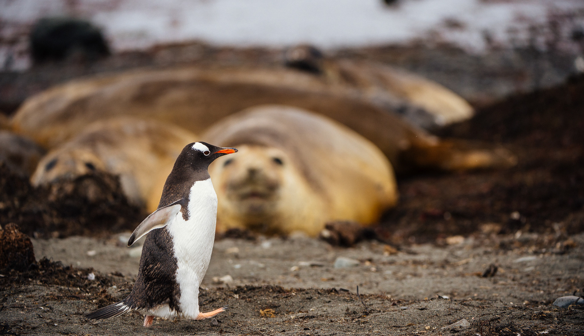 Elephant seals at Elephant Point, Livingstone Island, Antarctica