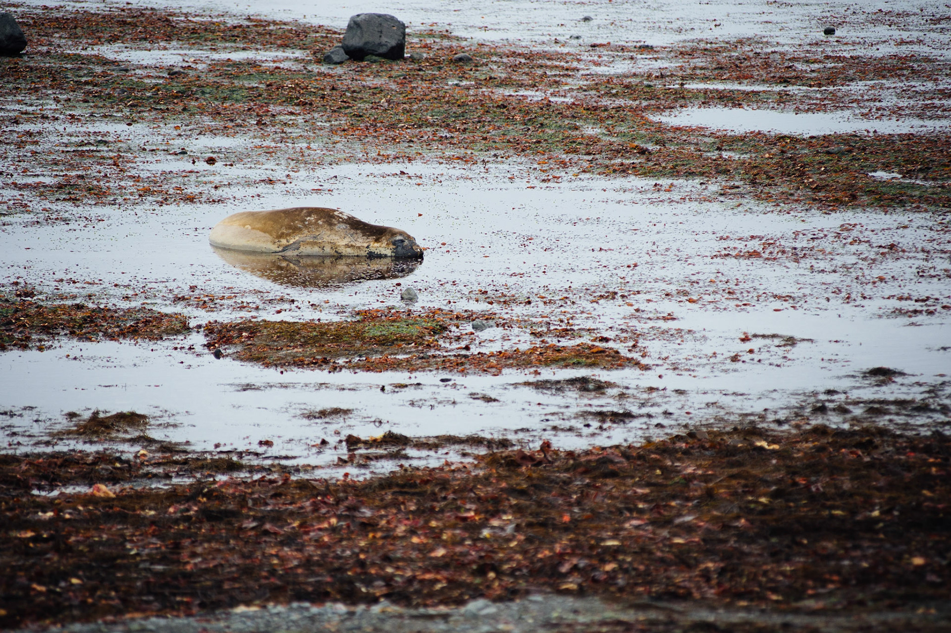 Elephant seals at Elephant Point, Livingstone Island, Antarctica