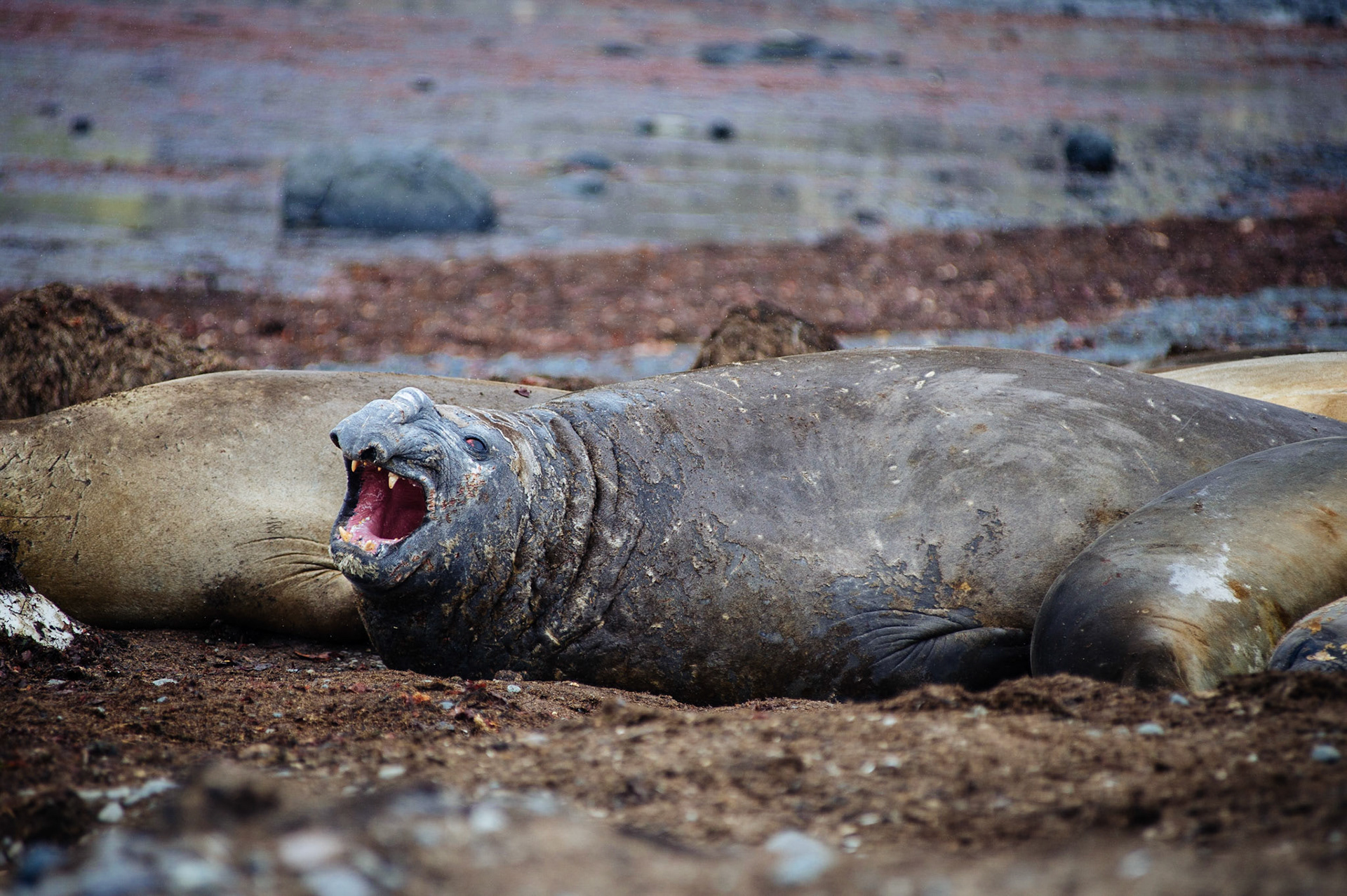 Elephant seals at Elephant Point, Livingstone Island, Antarctica
