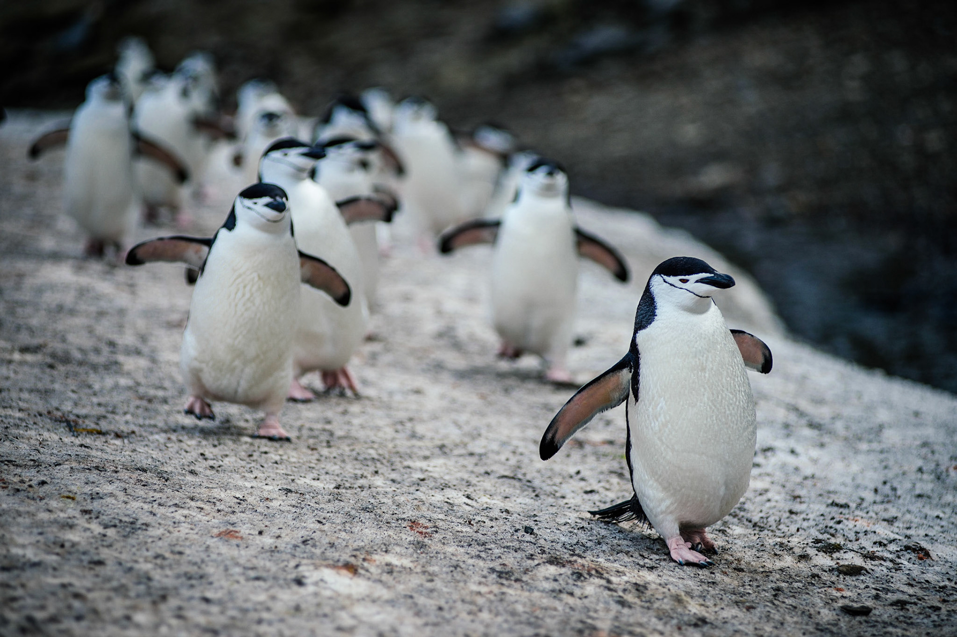 Chinstrap penguins march at Bailey Head, Deception Island, Antarctica