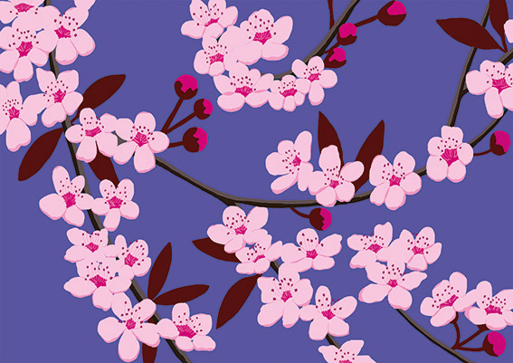 Cherry Blossom