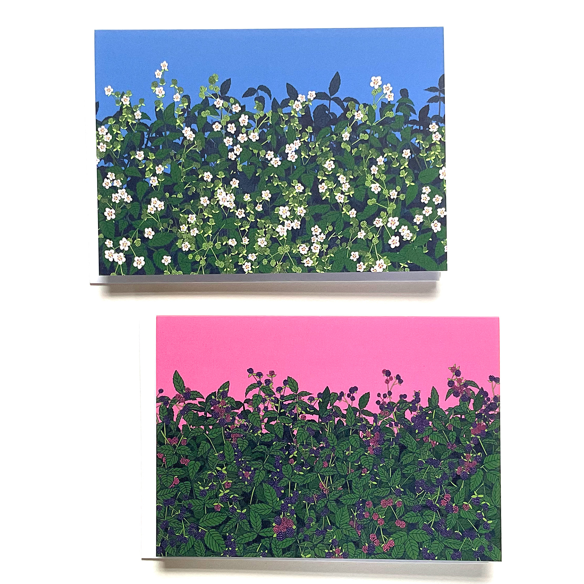 Summer Blackberries and Blackberry hedge