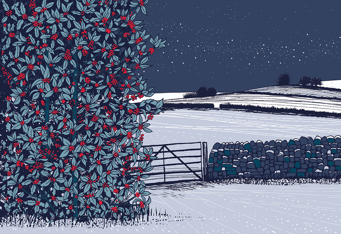 Holly hedge blue