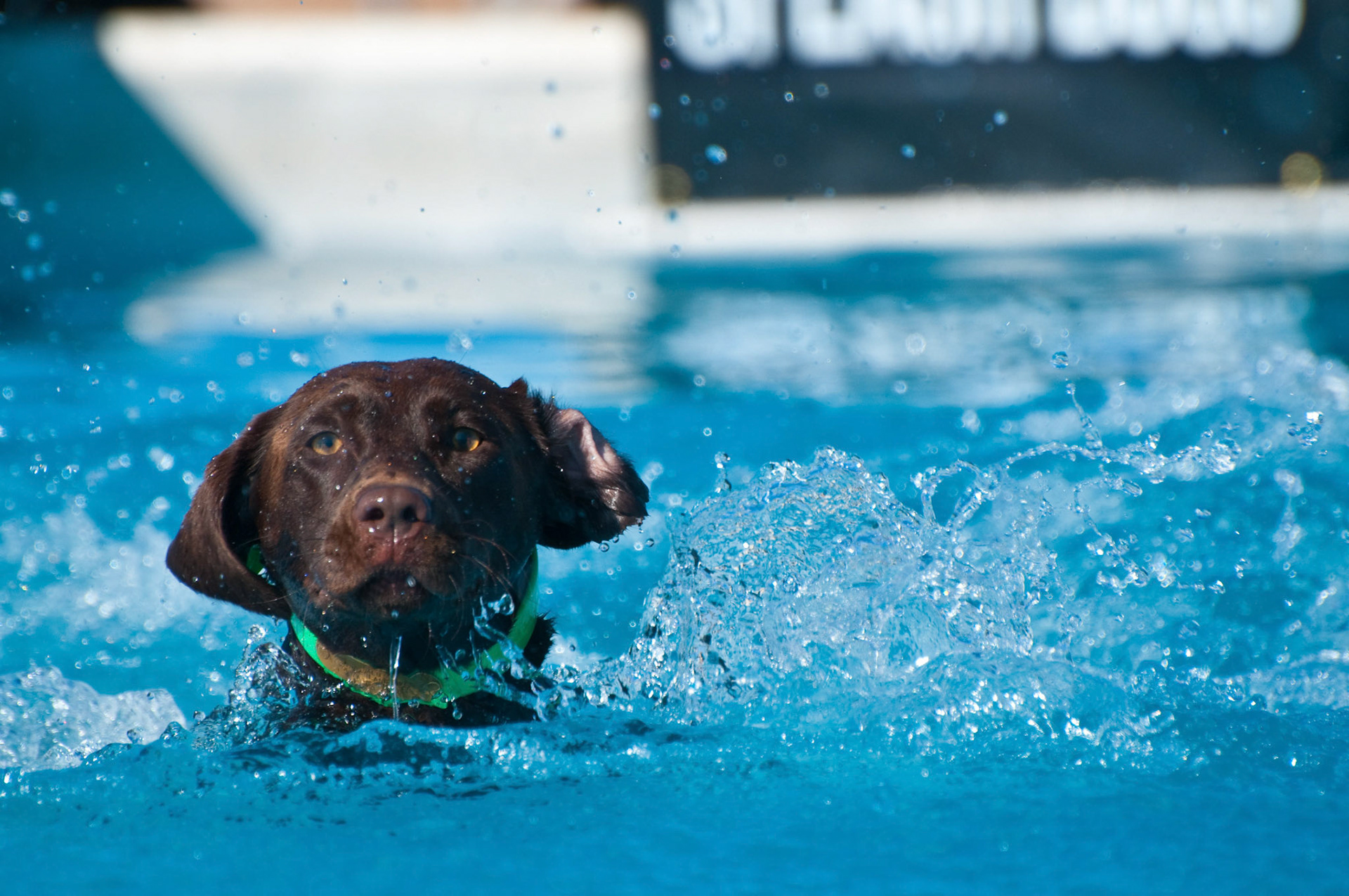 Dog Agility