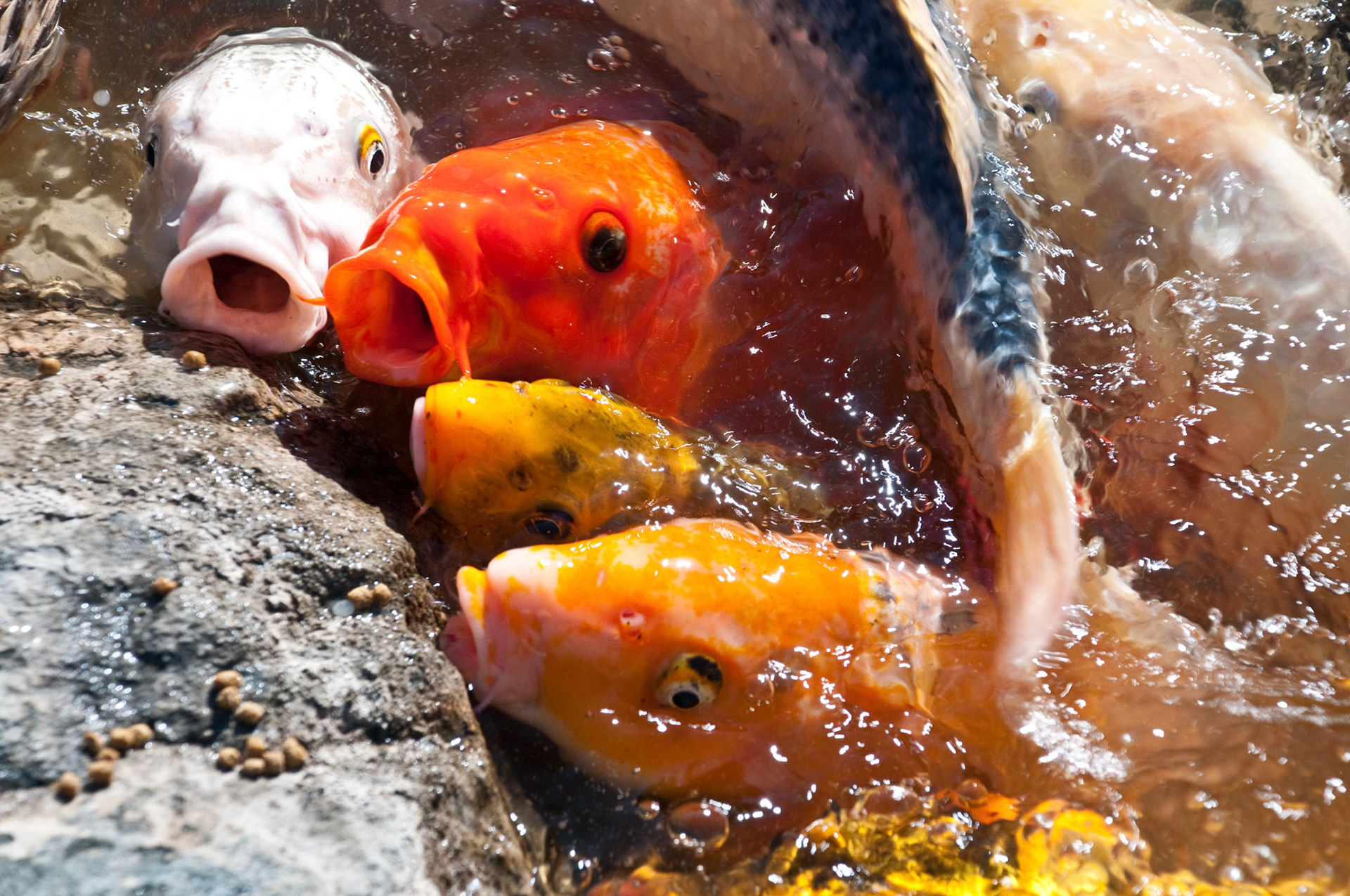 Koi