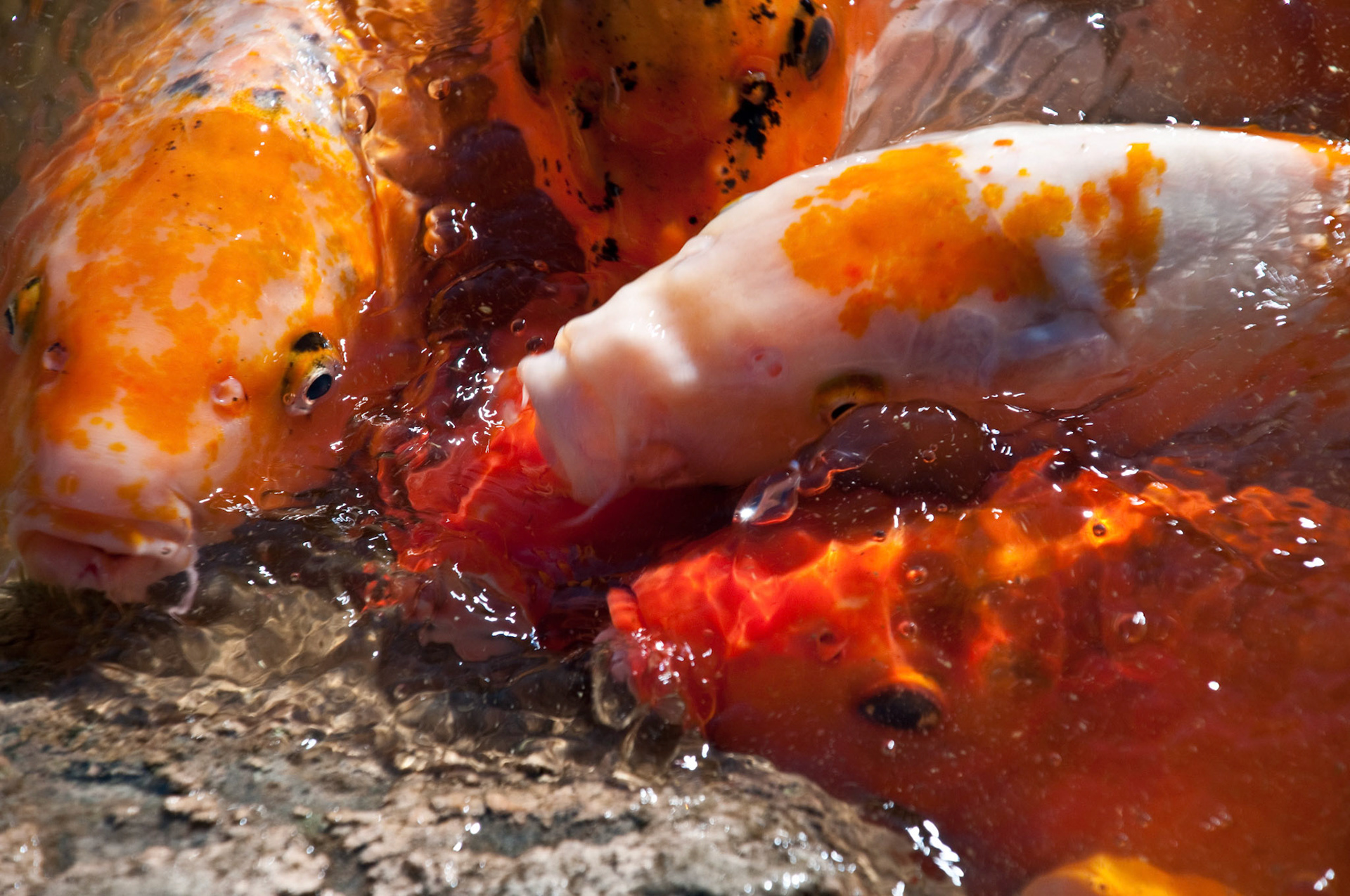 Koi
