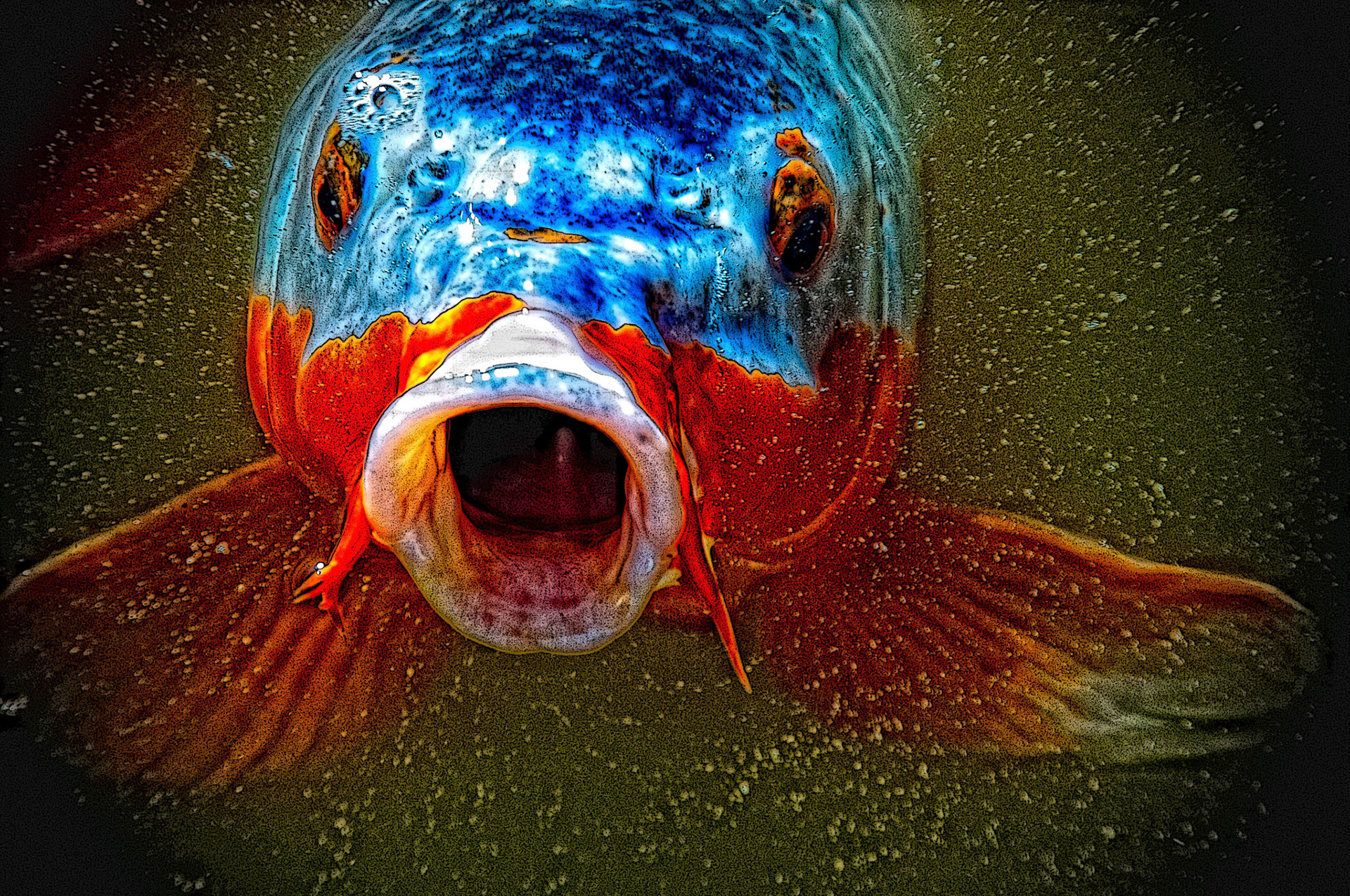 Koi